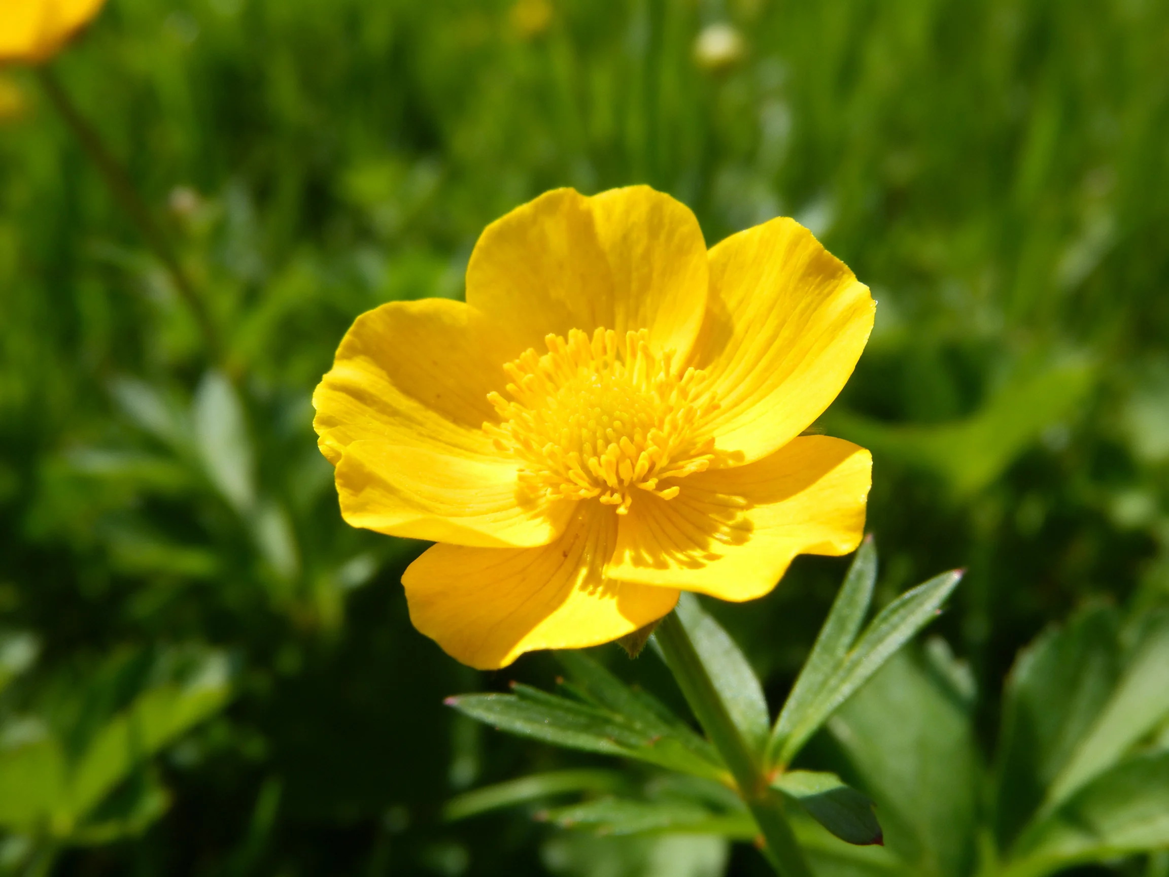 A bright yellow flower blooms among green plants