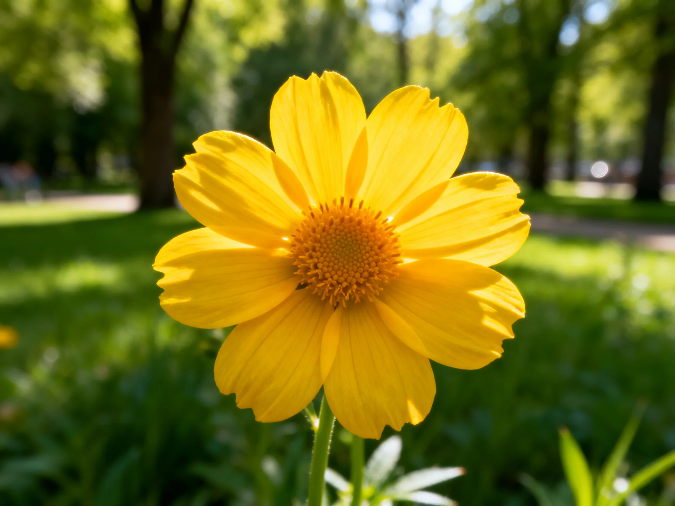 A bright yellow flower blooms in a sunlit park