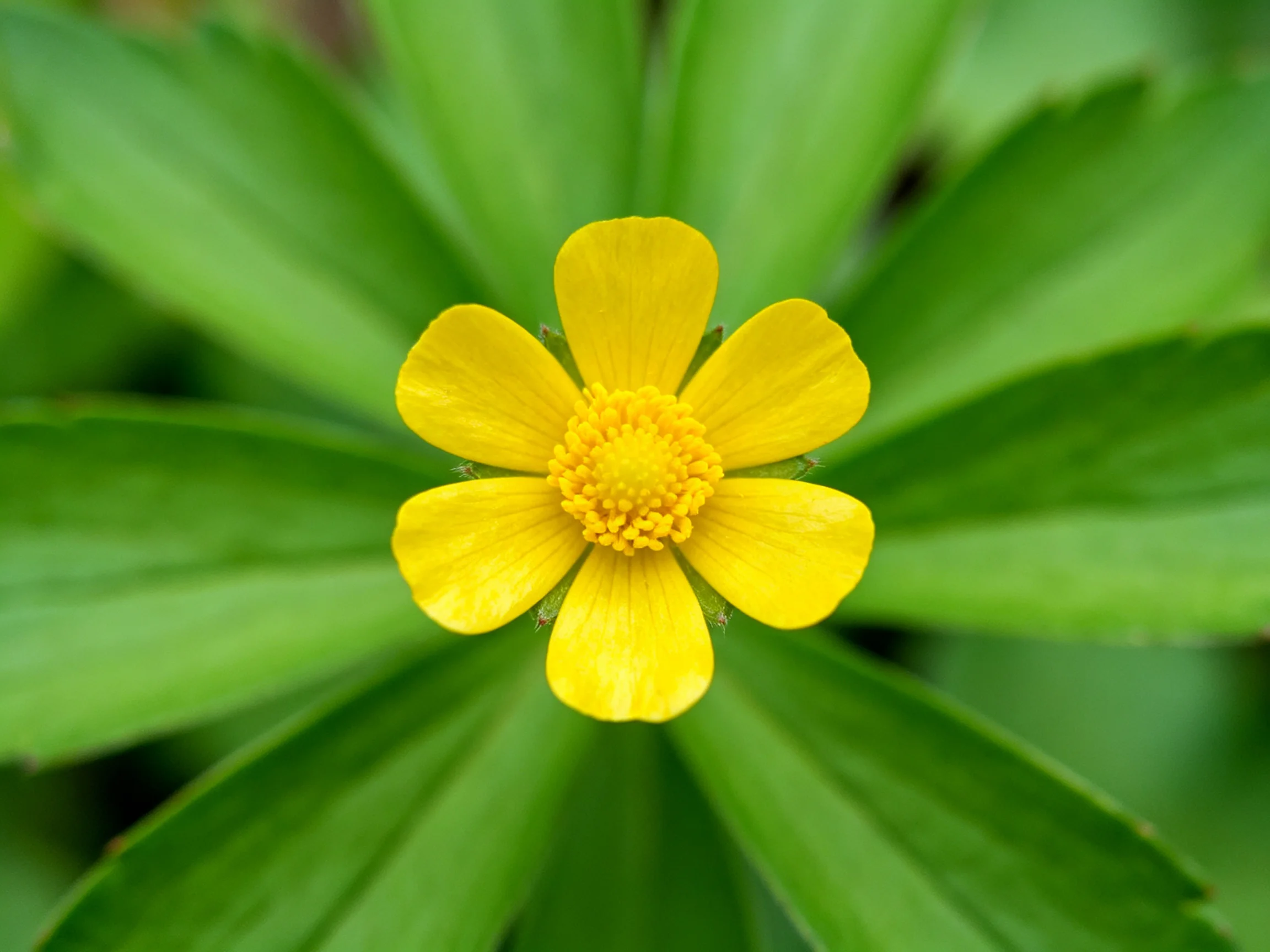 A bright yellow flower centered among broad green leaves