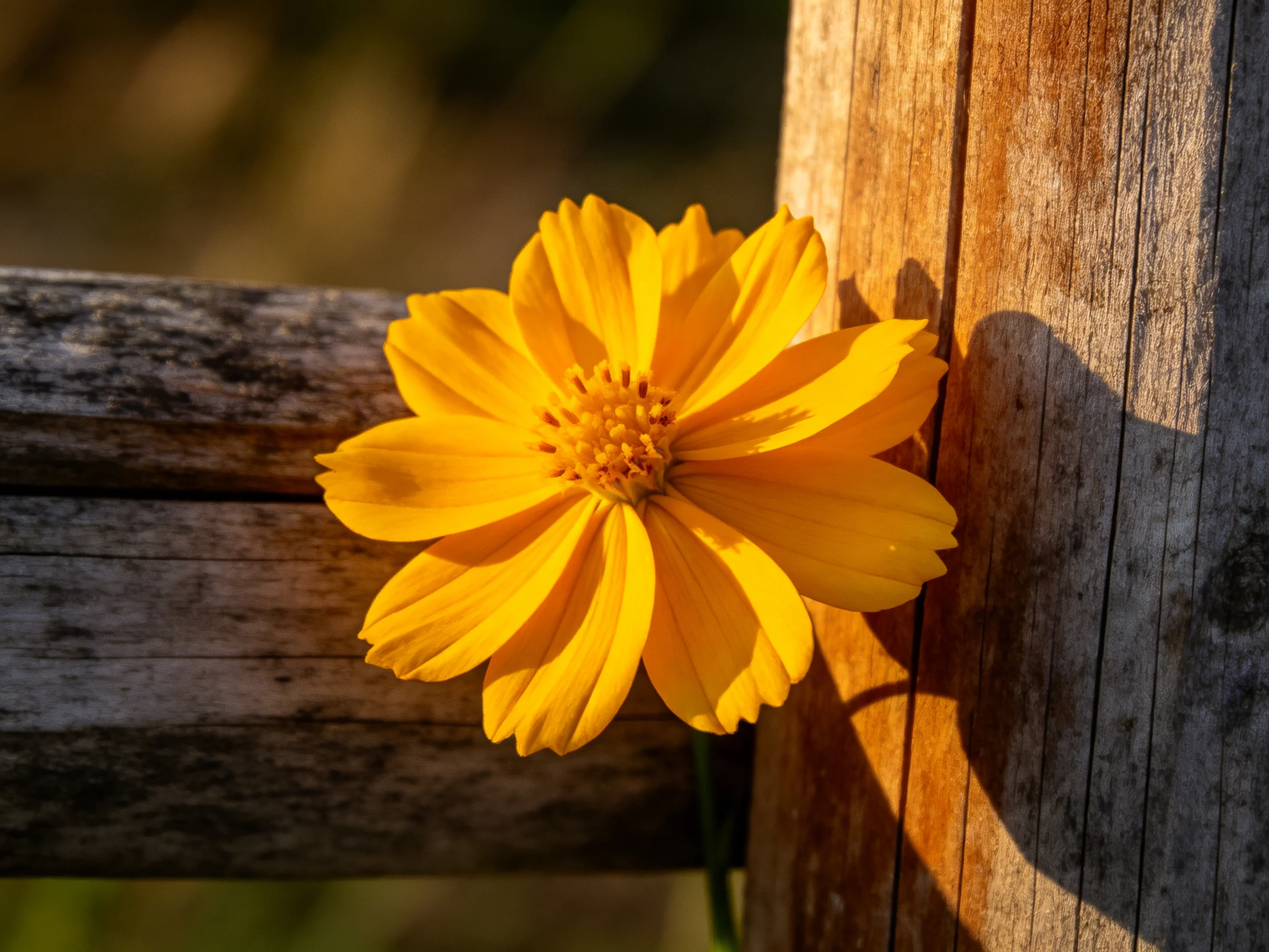 A bright yellow flower rests against weathered wooden planks