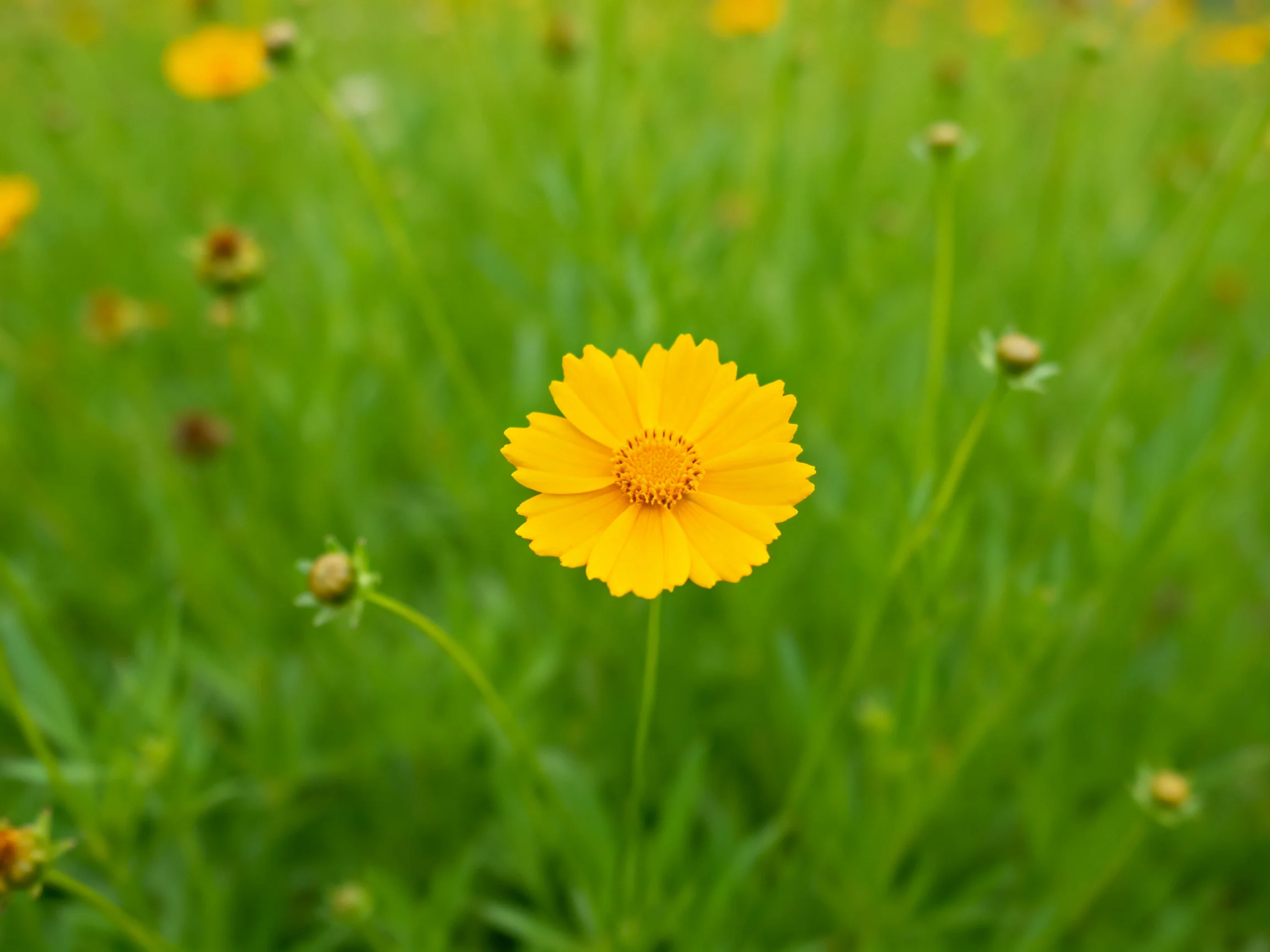 A bright yellow flower stands out in a verdant green meadow