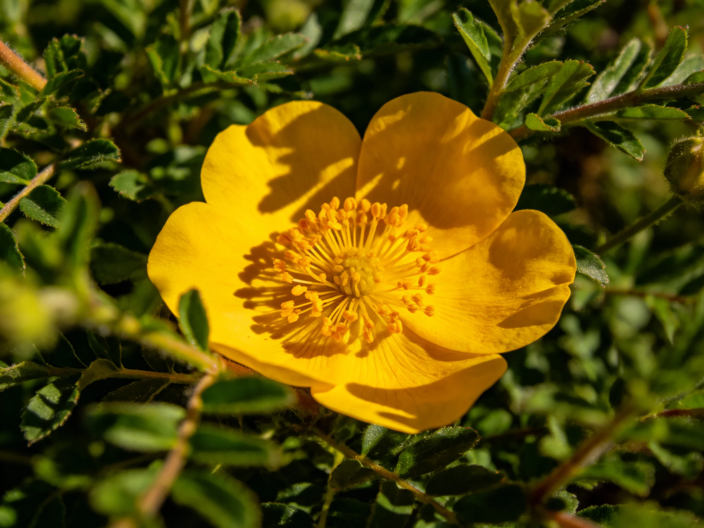 A bright yellow flower surrounded by dense green foliage