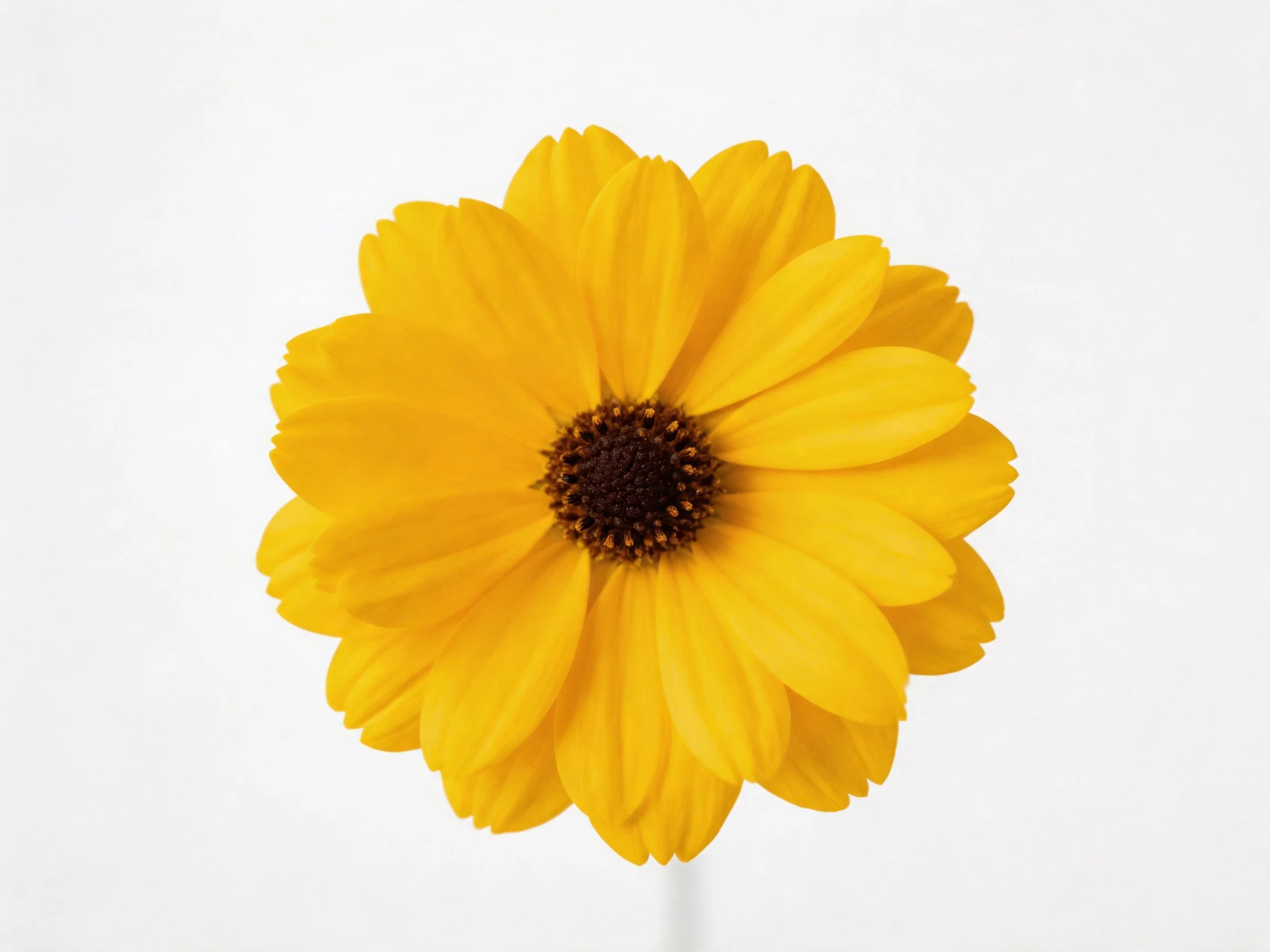A bright yellow flower with a dark central core