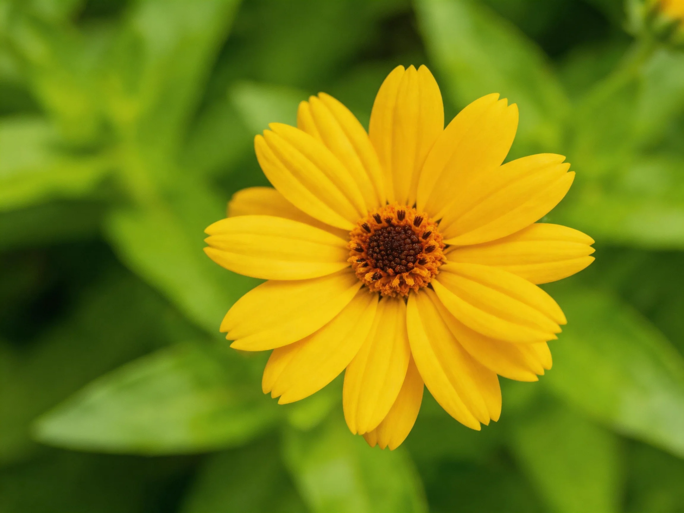 A bright yellow flower with a dark central core surrounded by lush green foliage