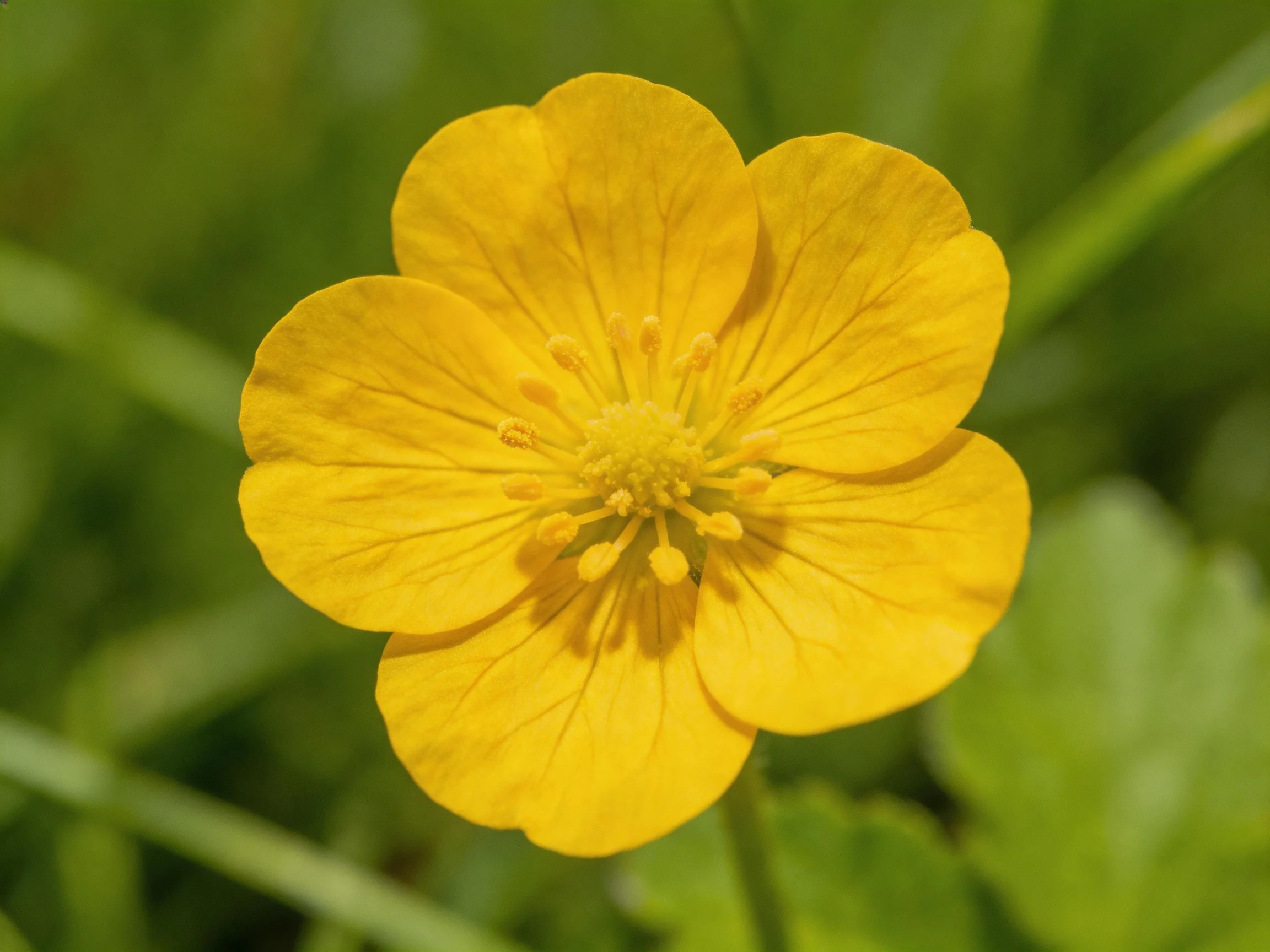 A bright yellow flower with five petals amid green foliage