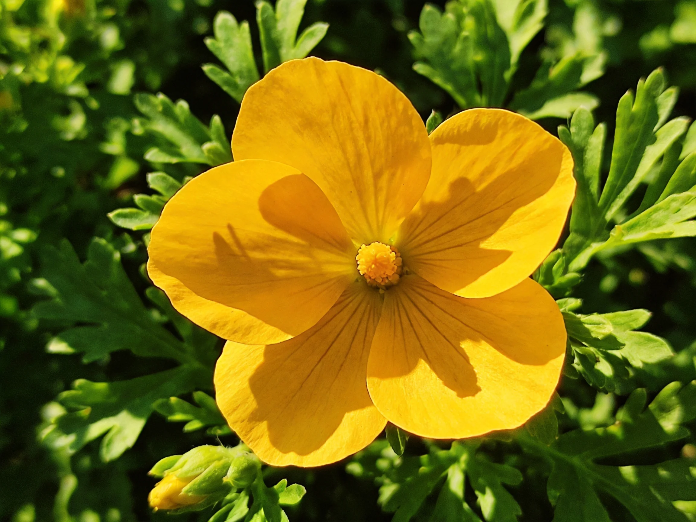 A bright yellow flower with five petals surrounded by lush green foliage