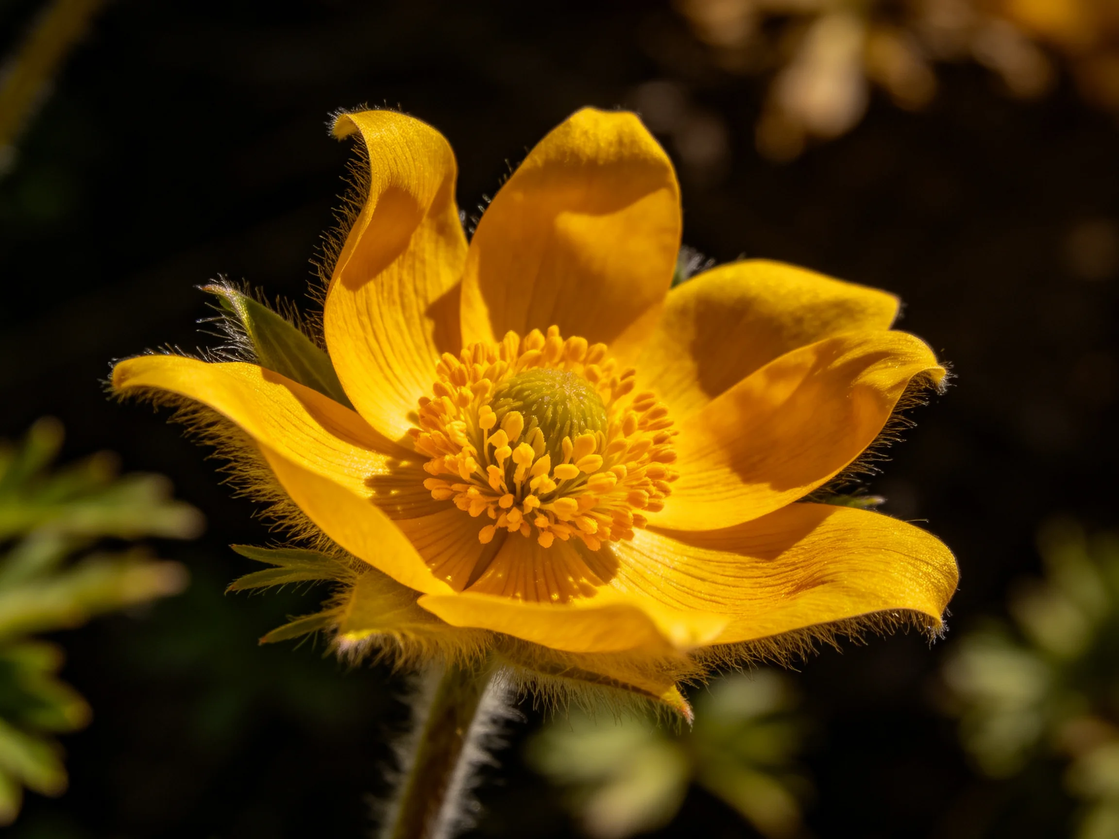A bright yellow flower with fuzzy petals and a central cluster