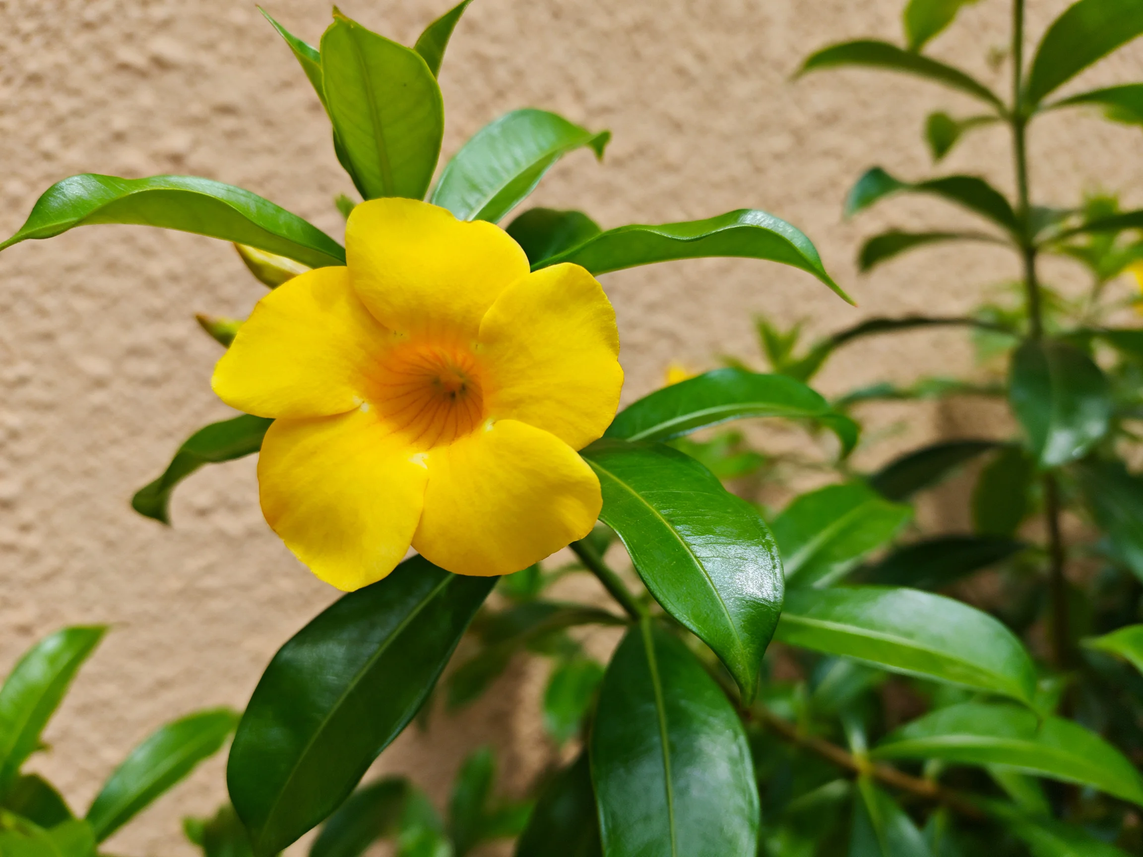 A bright yellow flower with glossy green leaves beside a textured wall