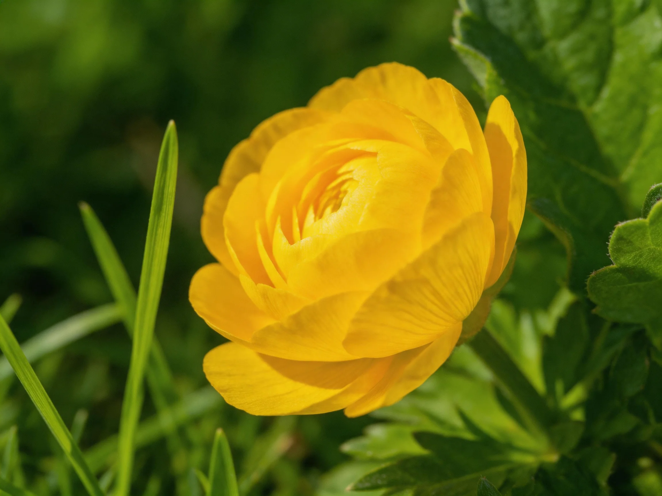 A bright yellow flower with layered petals among green foliage