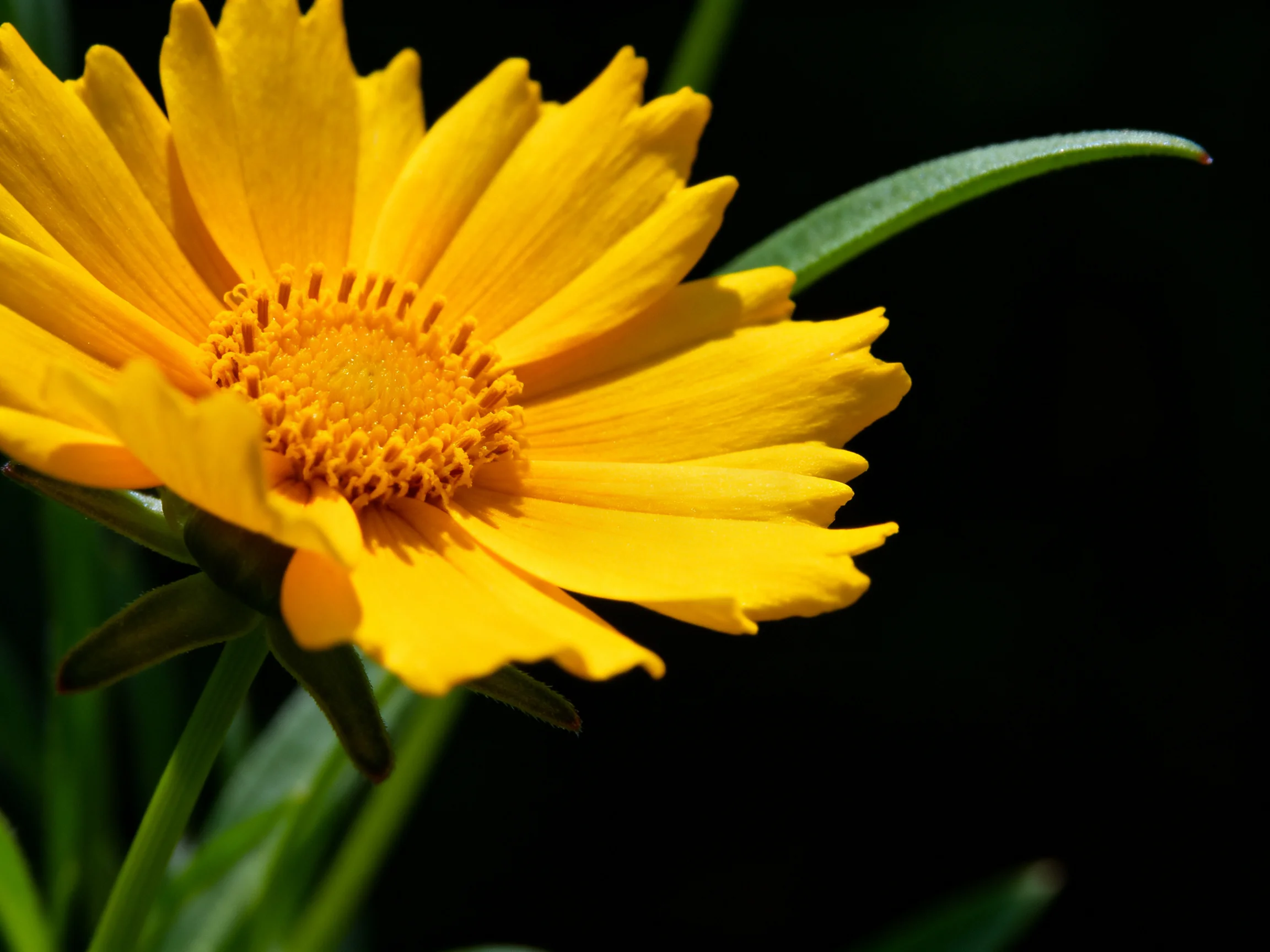 A bright yellow flower with ruffled petals and a detailed center