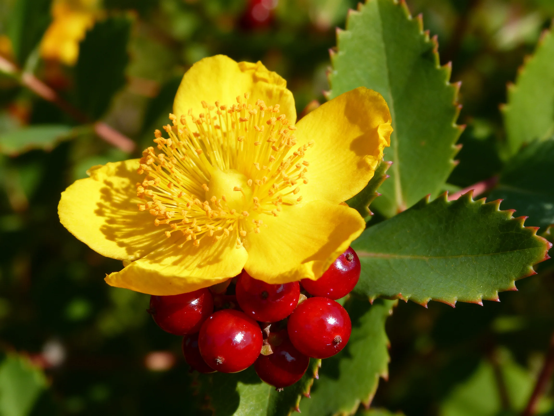 A bright yellow flower with vibrant red berries and serrated green leaves
