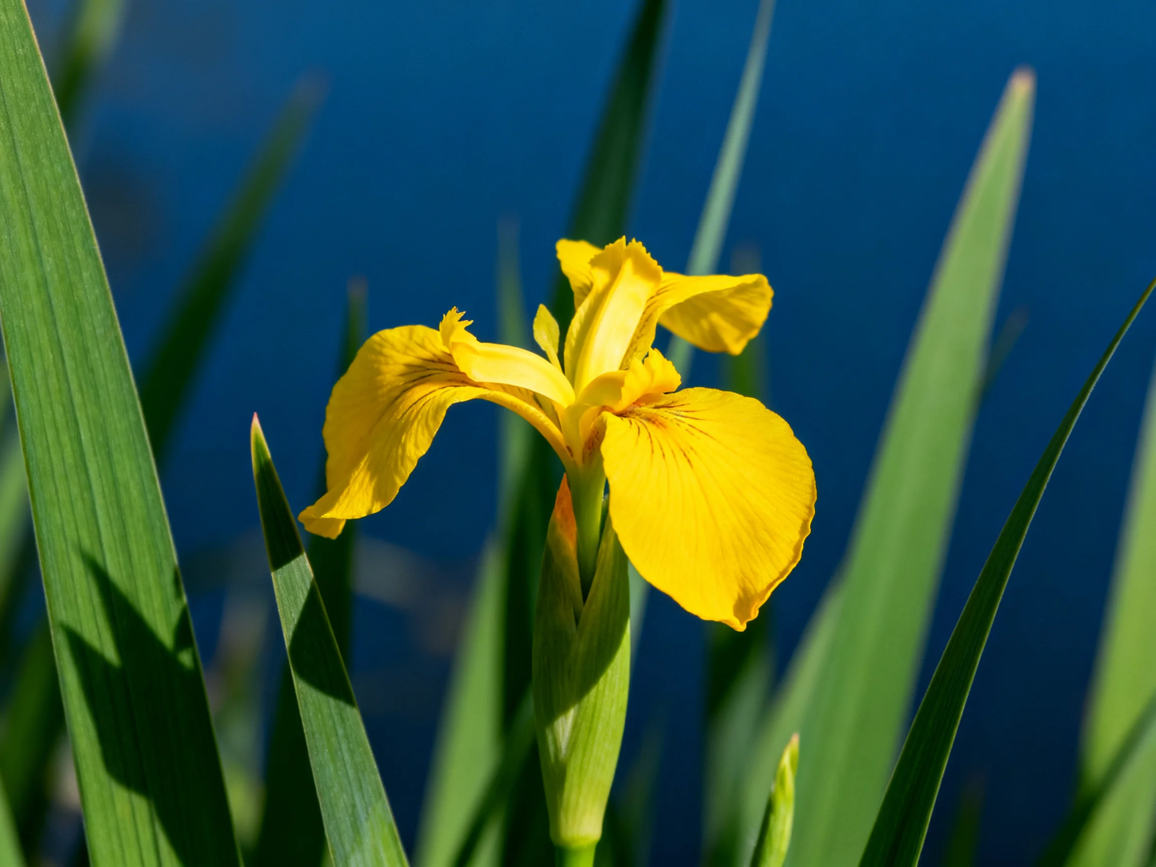 A bright yellow iris blooms among tall green leaves with a deep blue backdrop