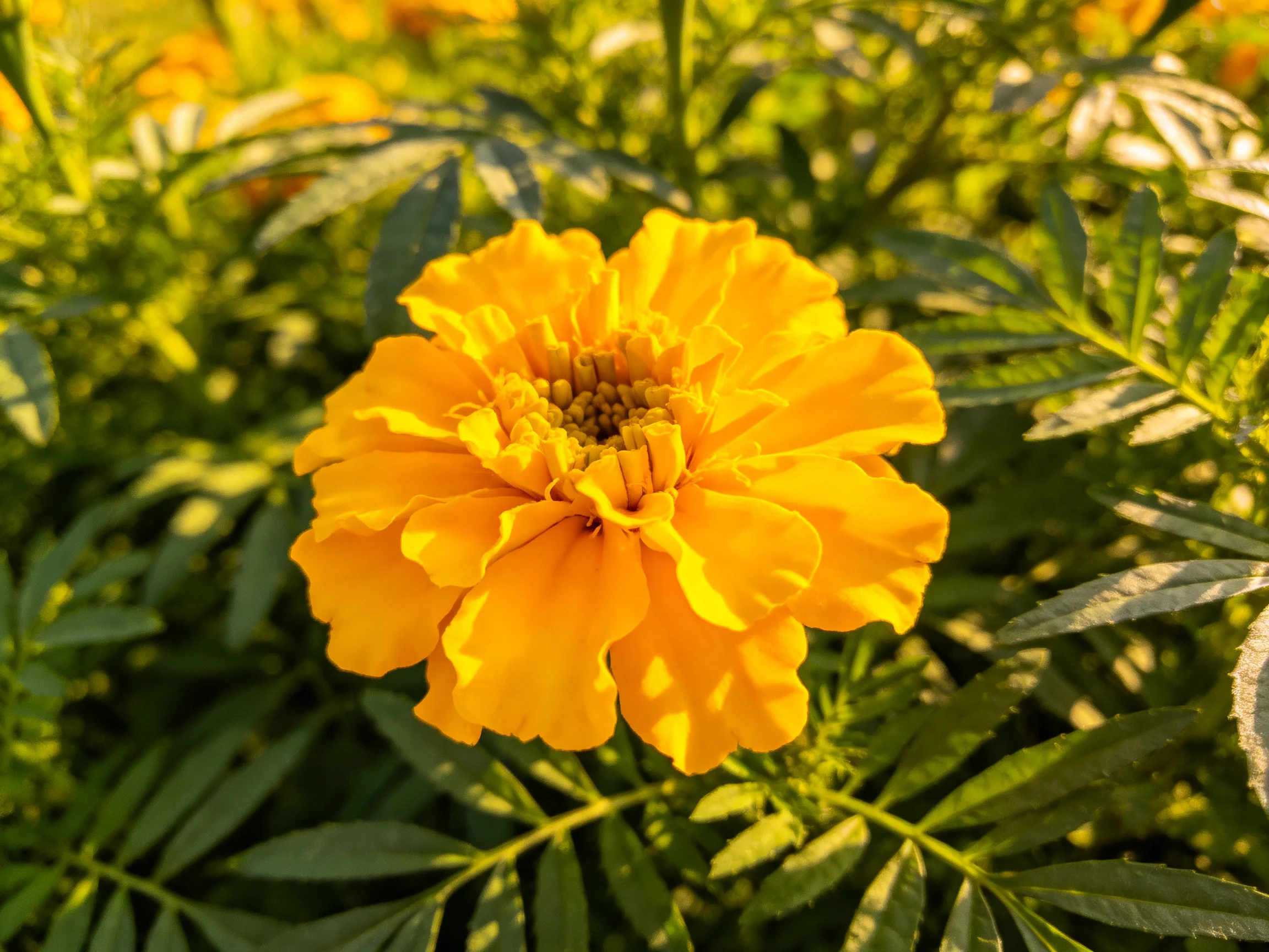A bright yellow marigold blooms amidst lush green foliage