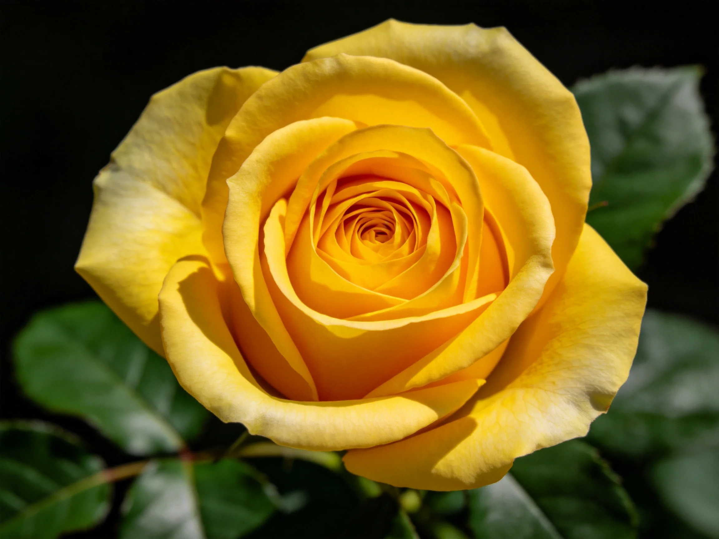 A bright yellow rose in full bloom with dark foliage