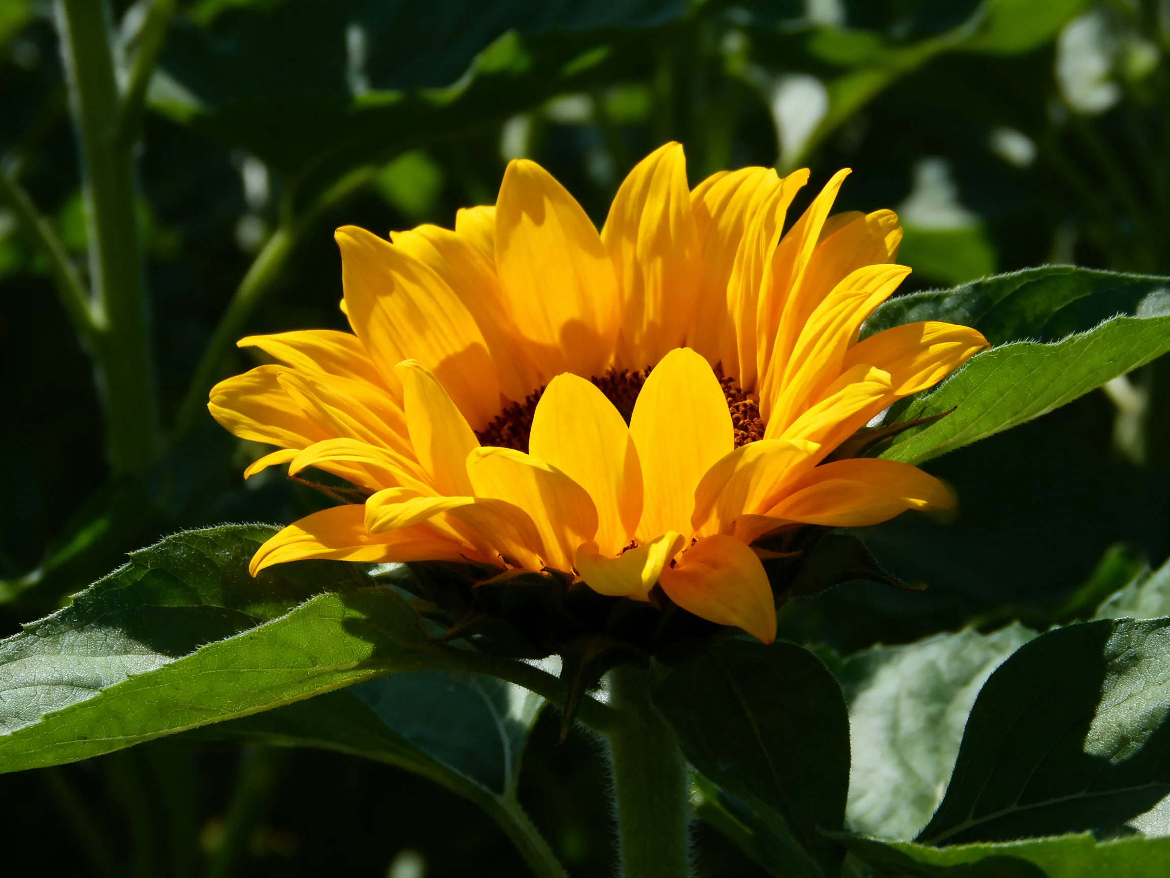 A bright yellow sunflower surrounded by green leaves