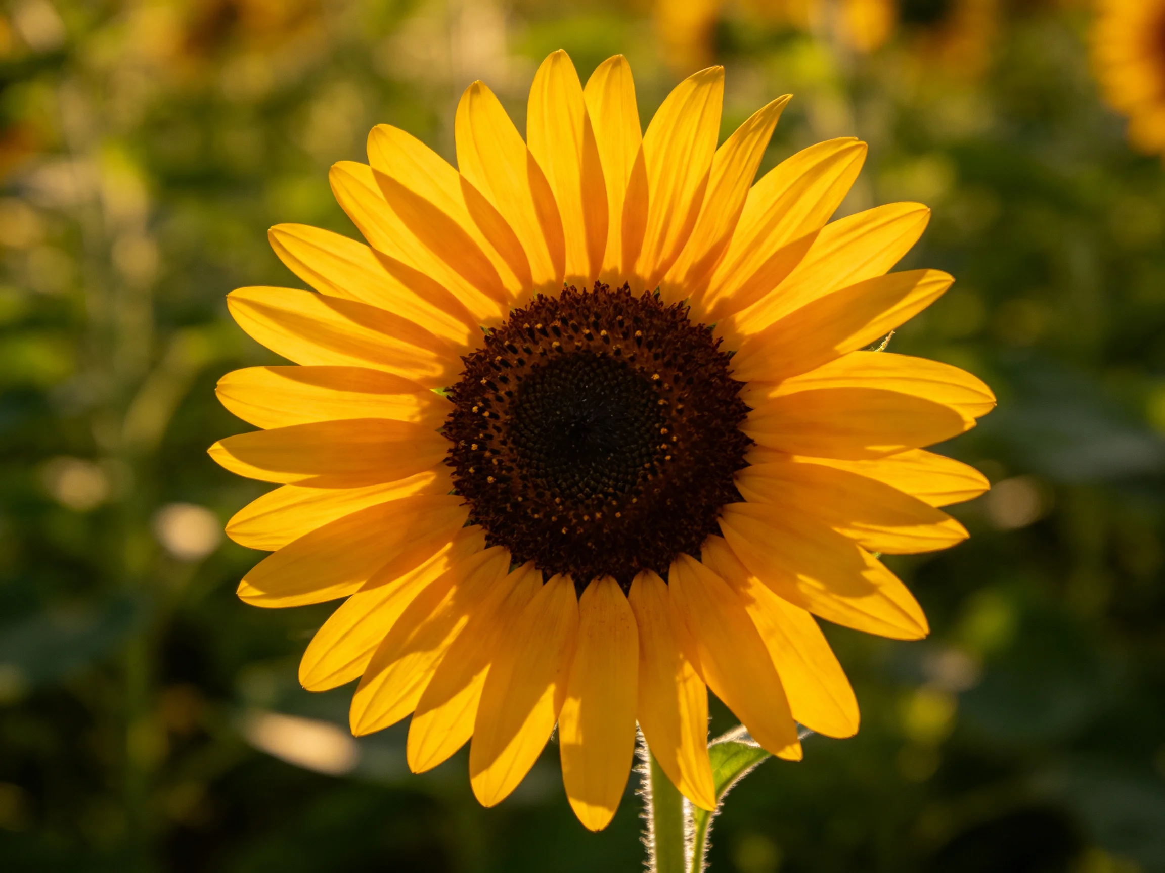 A bright yellow sunflower with a dark brown center amid green foliage
