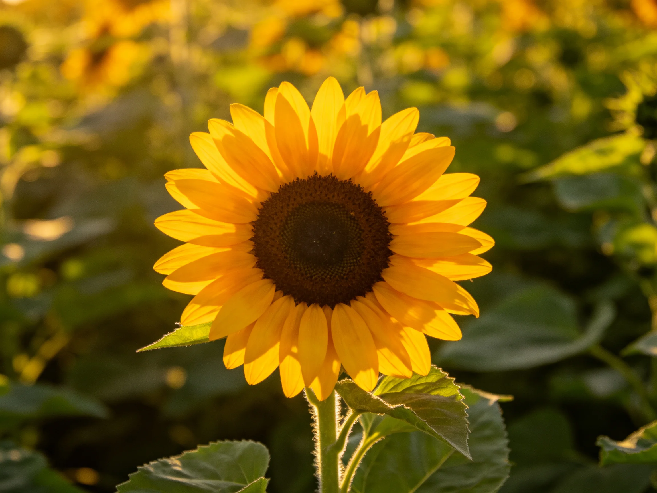 A bright yellow sunflower with a dark center stands among greenery in golden light