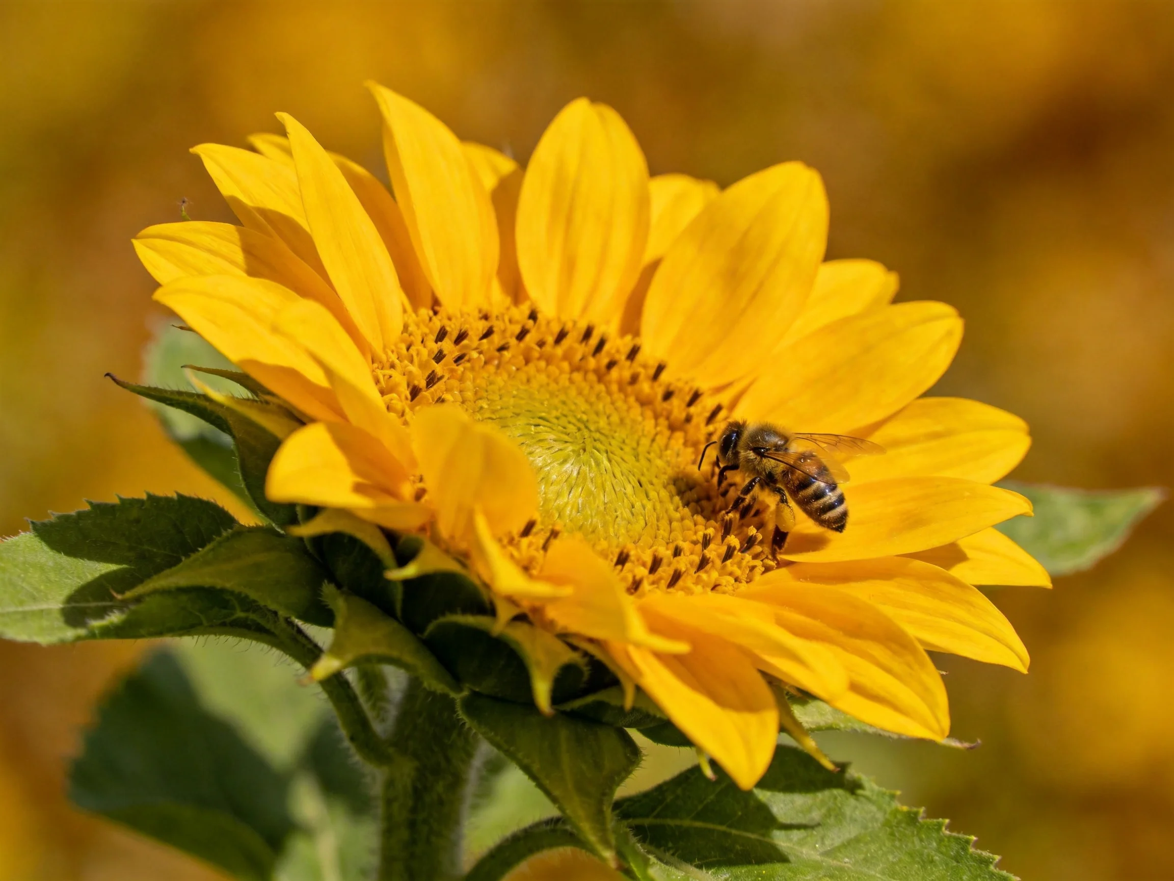 A bright yellow sunflower with a honeybee gathering nectar