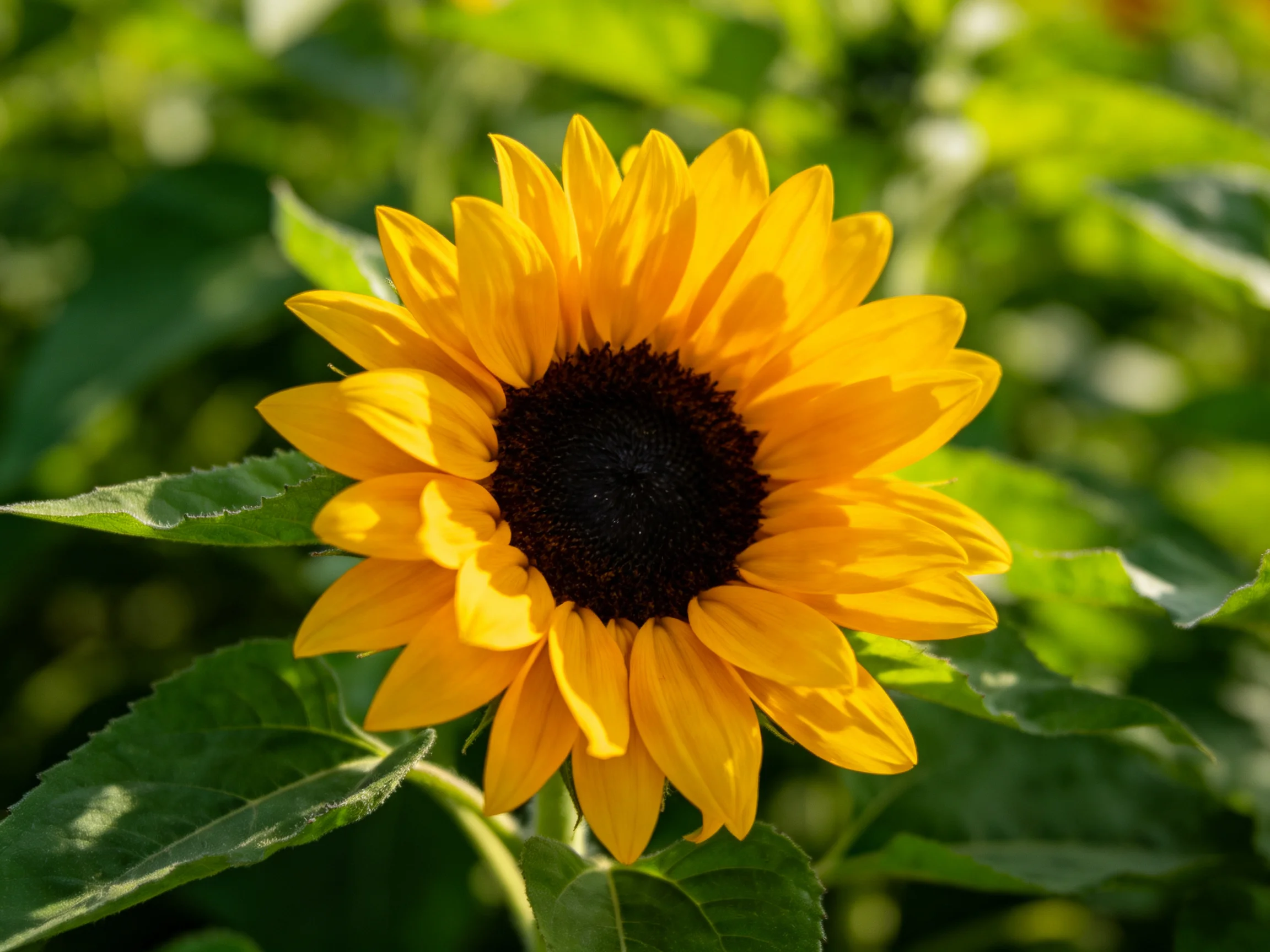 A bright yellow sunflower with dark center surrounded by greenery