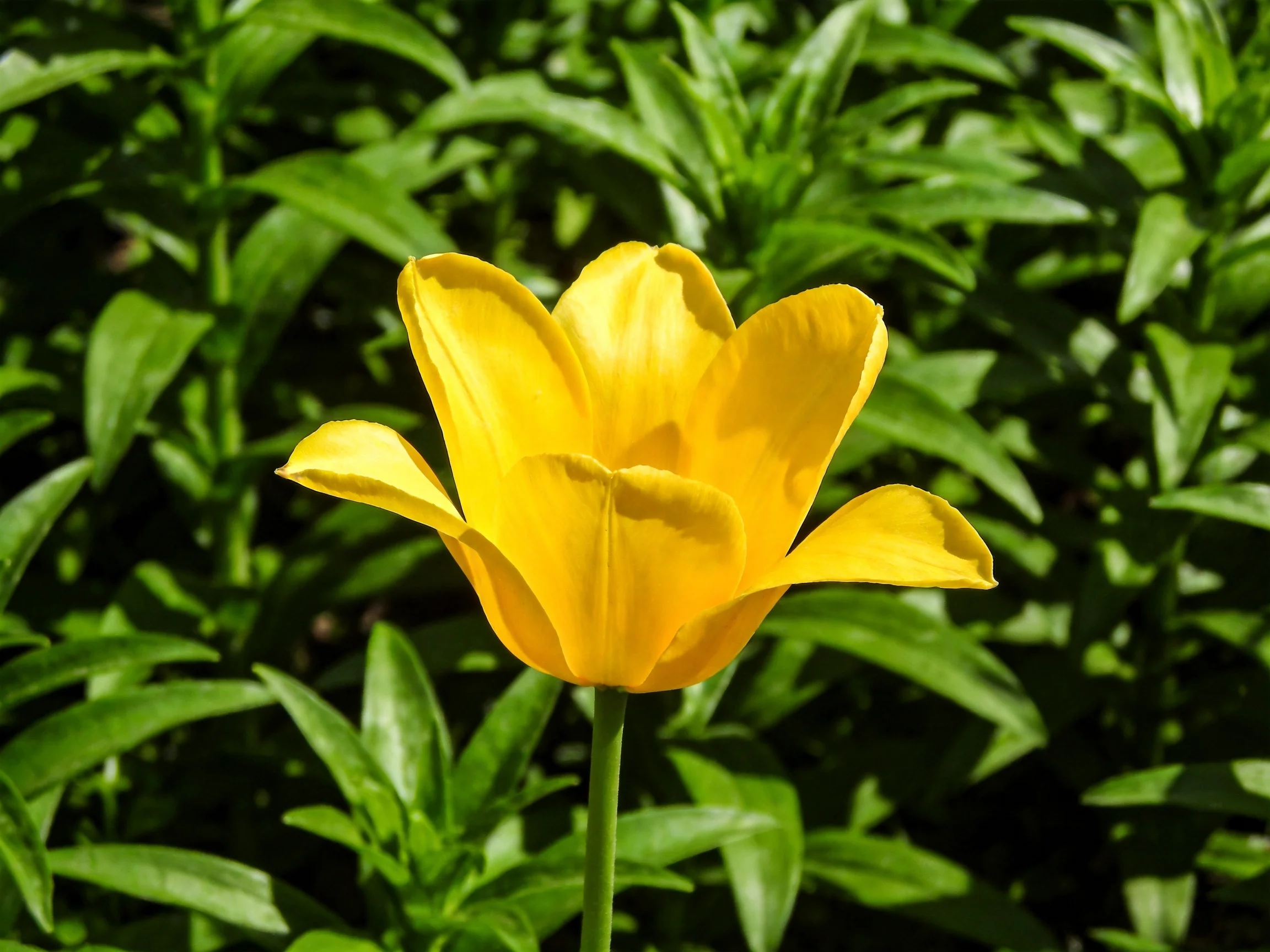 A bright yellow tulip stands out among dense green foliage