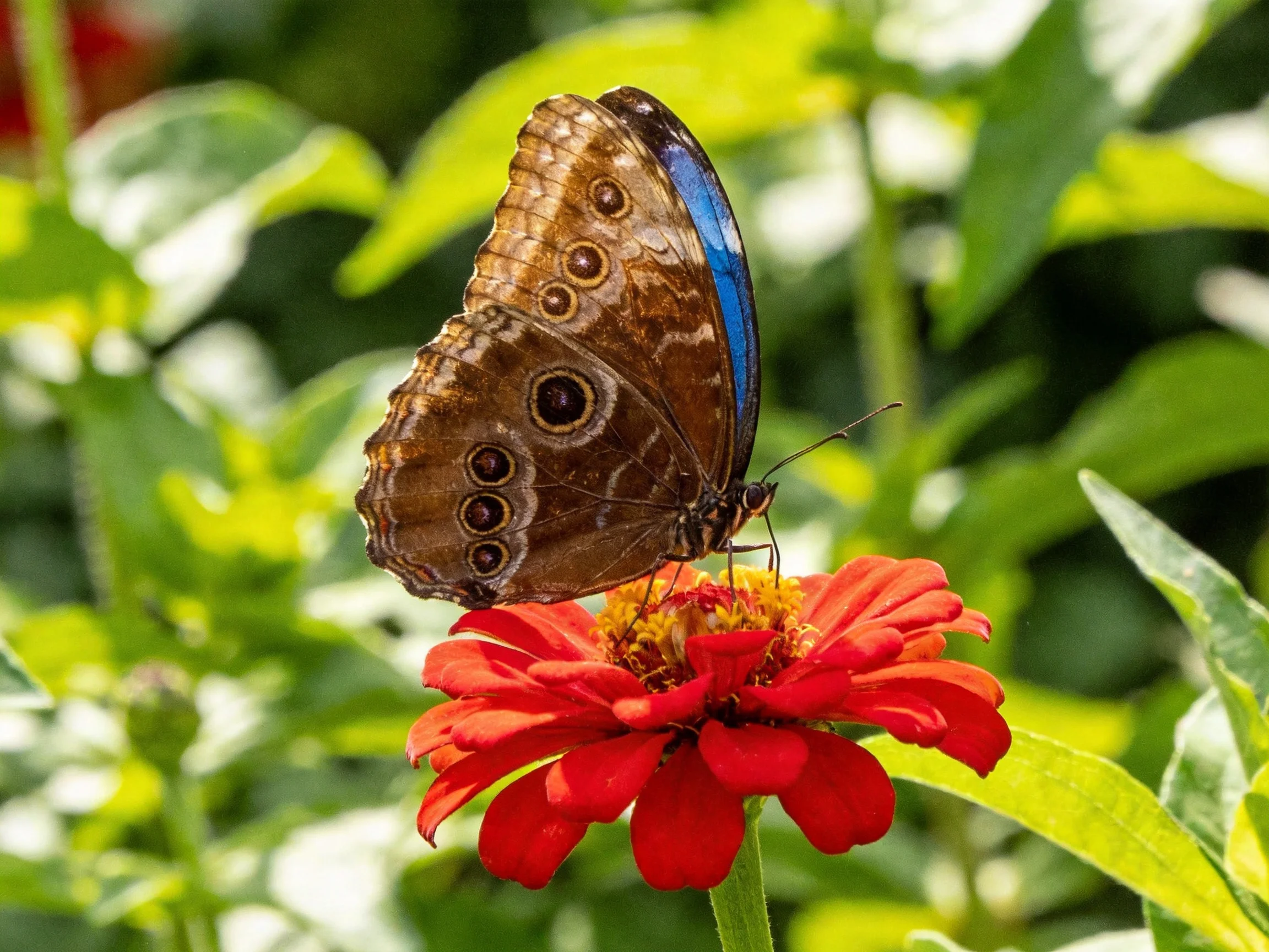 A brown and blue butterfly on a red zinnia flower