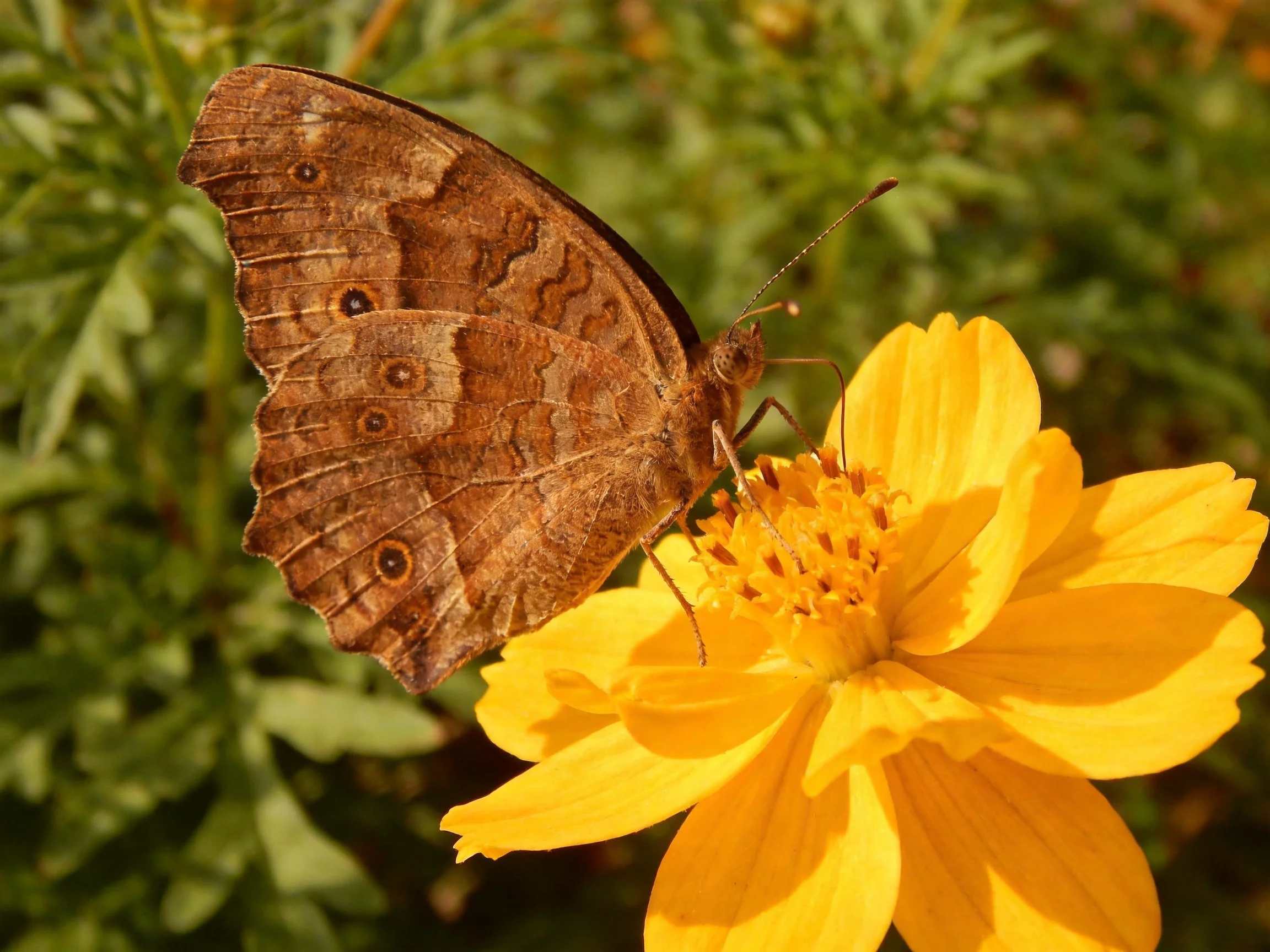 A brown butterfly perches on a bright yellow flower