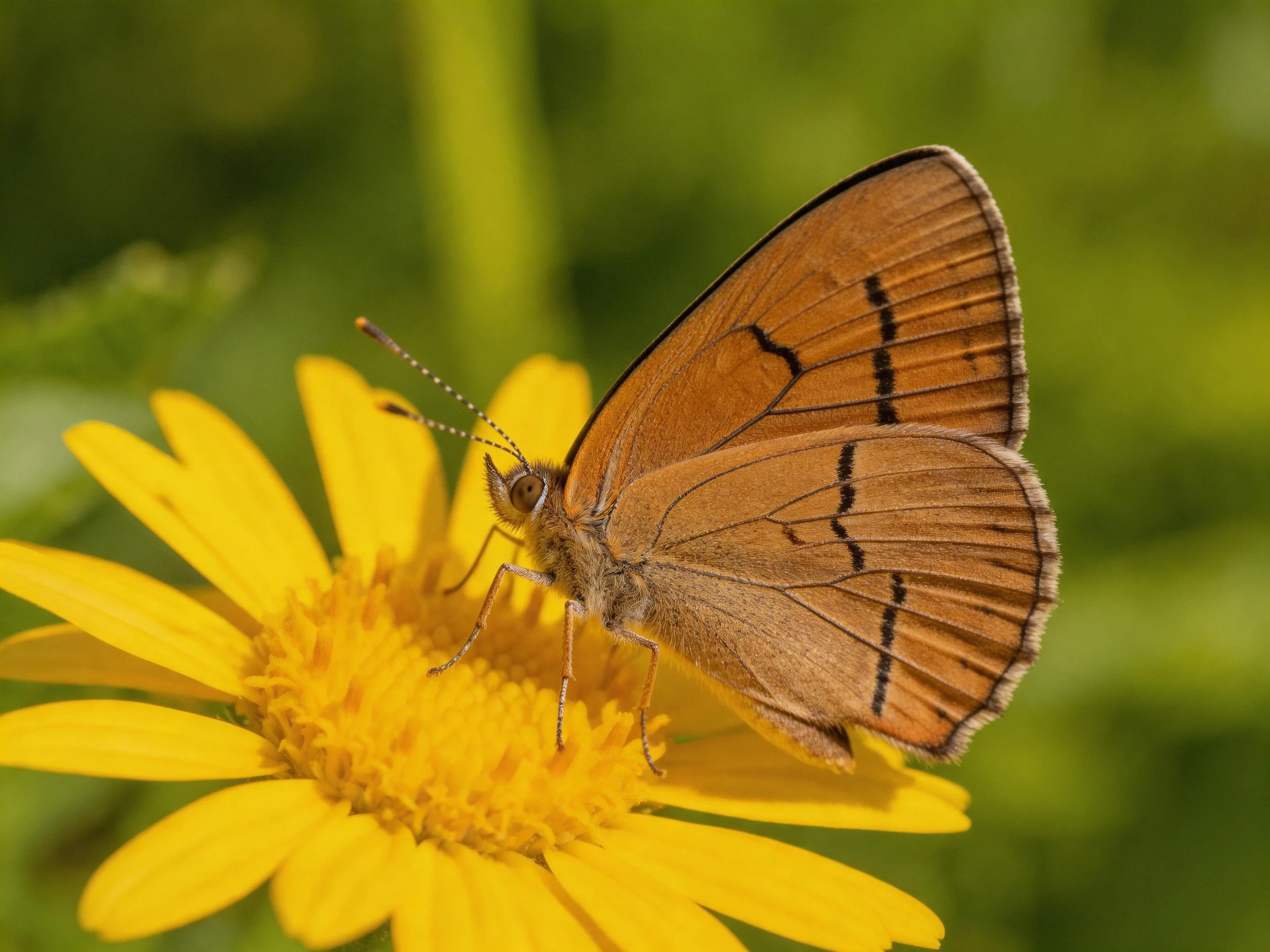 A brown butterfly with striped wings rests on a yellow flower