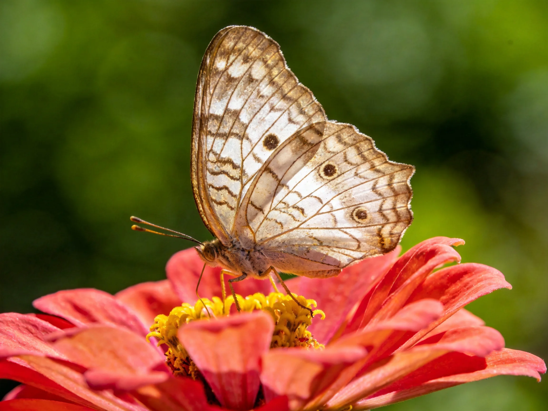 A brown butterfly with white patterns perches on a bright pink flower