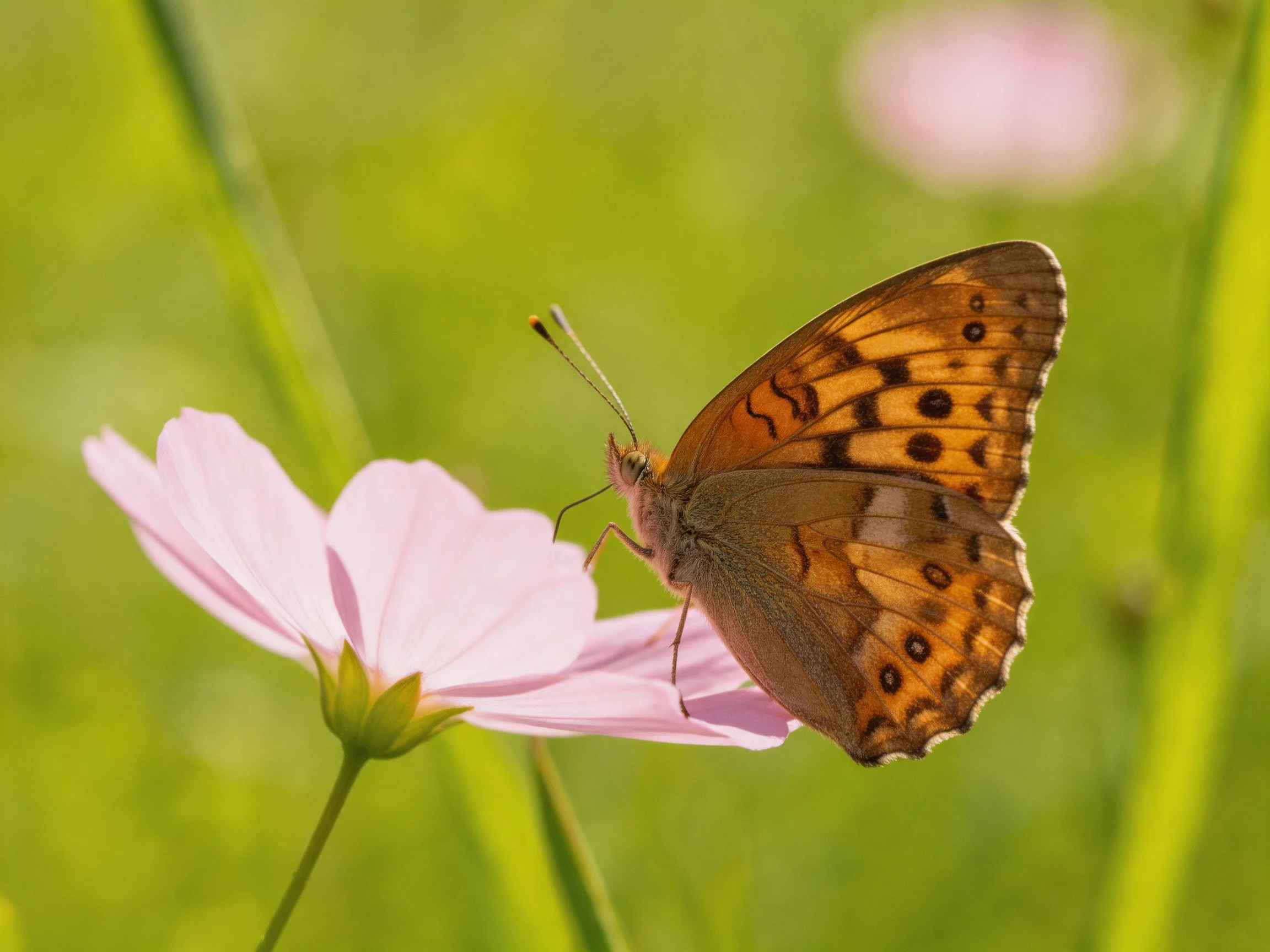 A brown-spotted butterfly perches on a pink flower in a sunlit meadow
