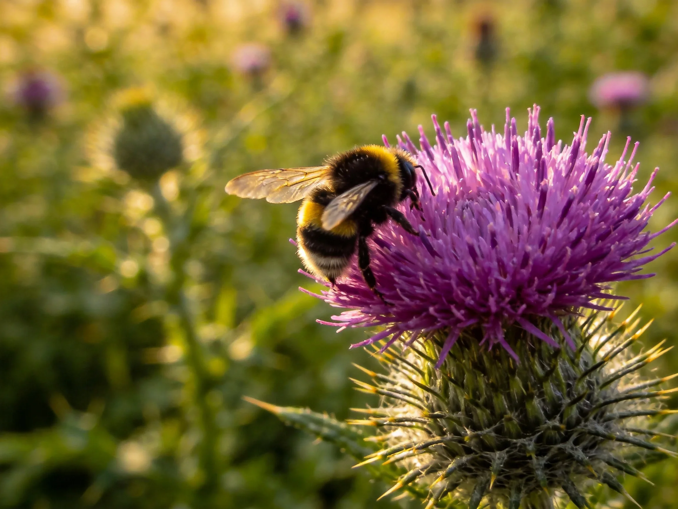 A bumblebee collecting nectar from a vibrant purple thistle flower