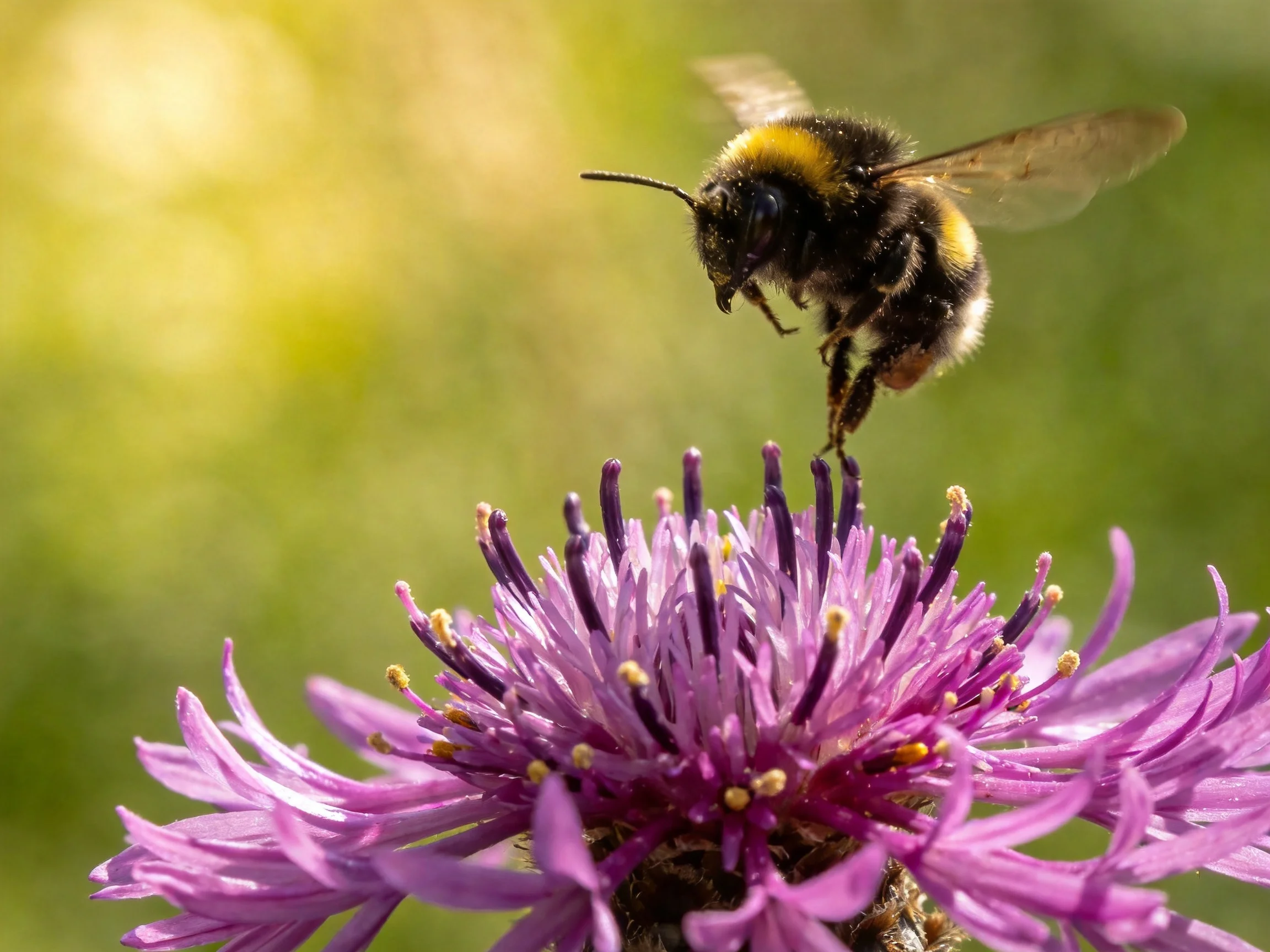 A bumblebee hovers over a vibrant purple wildflower