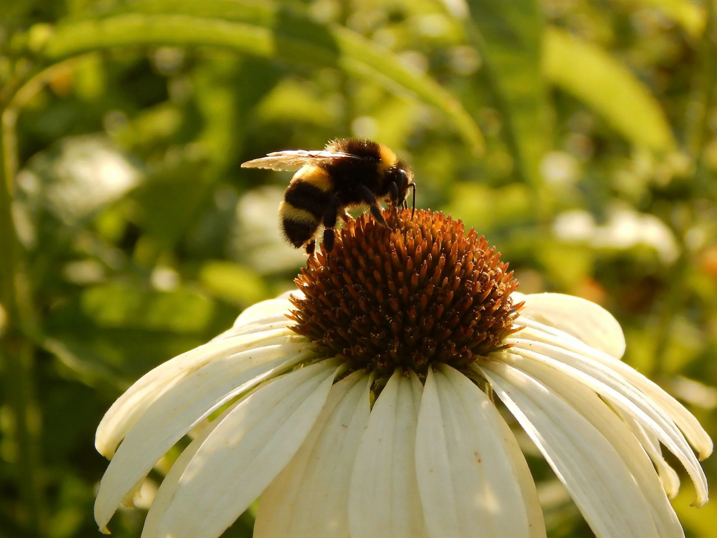 A bumblebee perches on a large white coneflower with a brown central disk