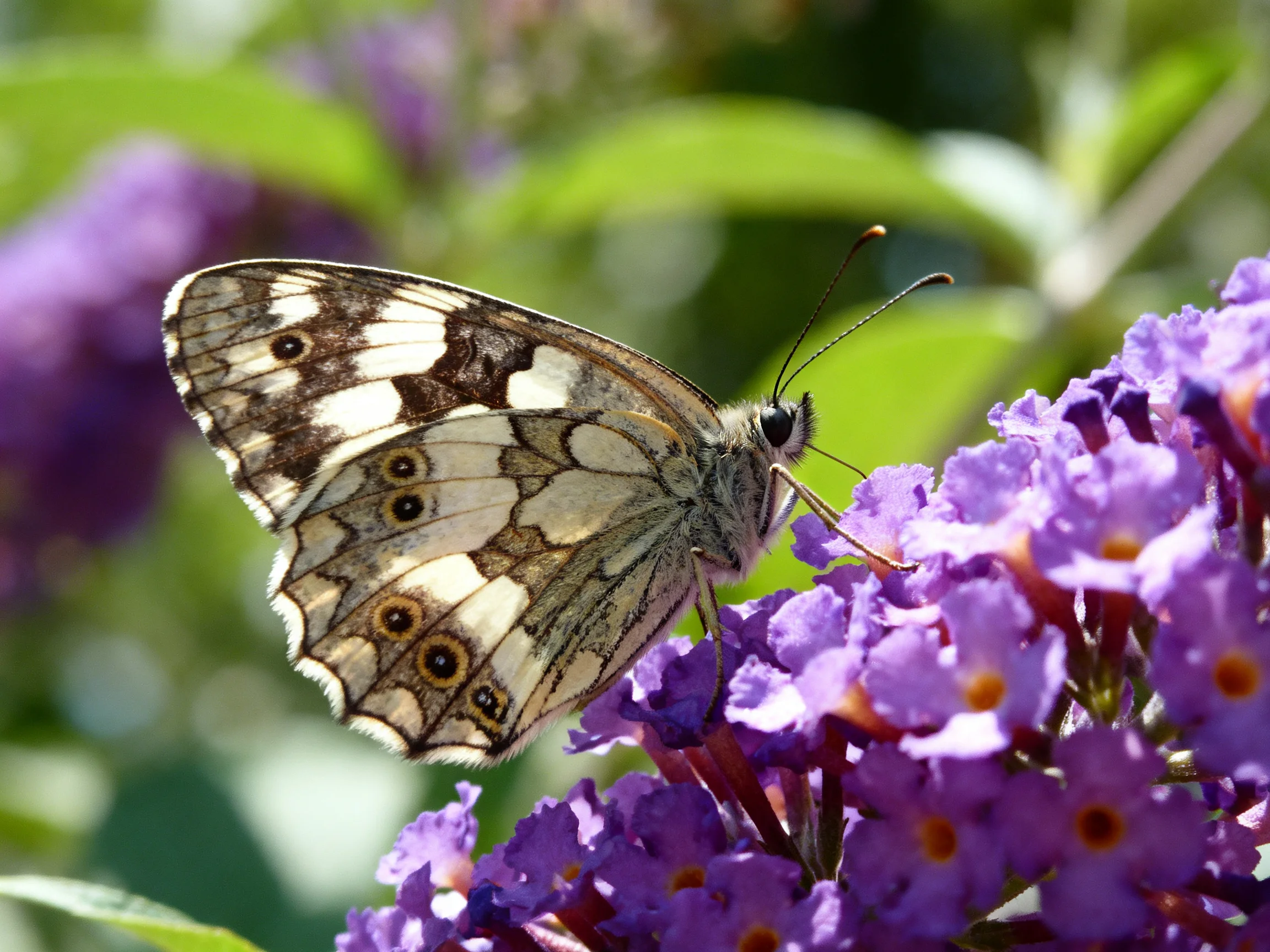 A butterfly perched on vibrant purple blooms with intricate wing patterns
