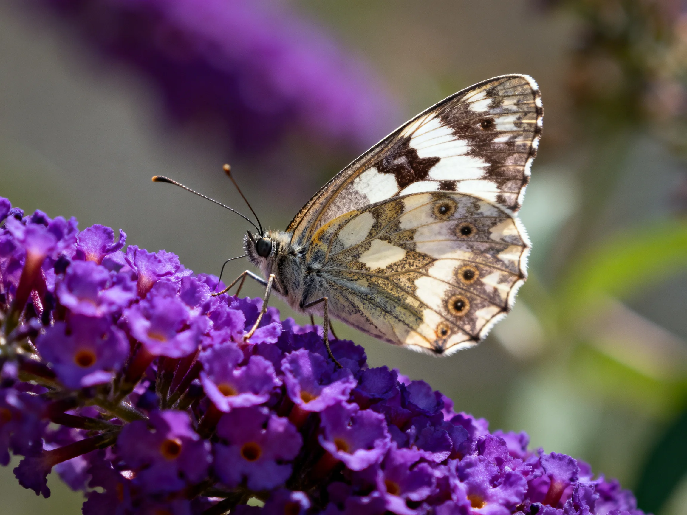 A butterfly perched on vibrant purple clustered blooms