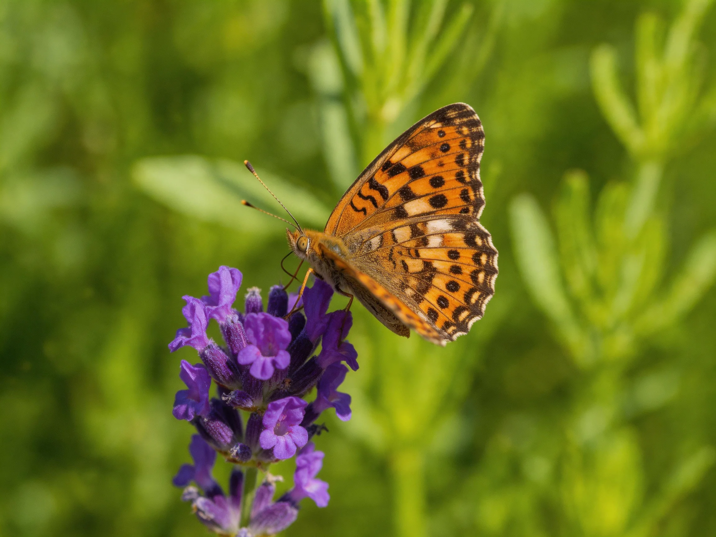 A butterfly perches on vibrant purple lavender blooms amidst lush green foliage.