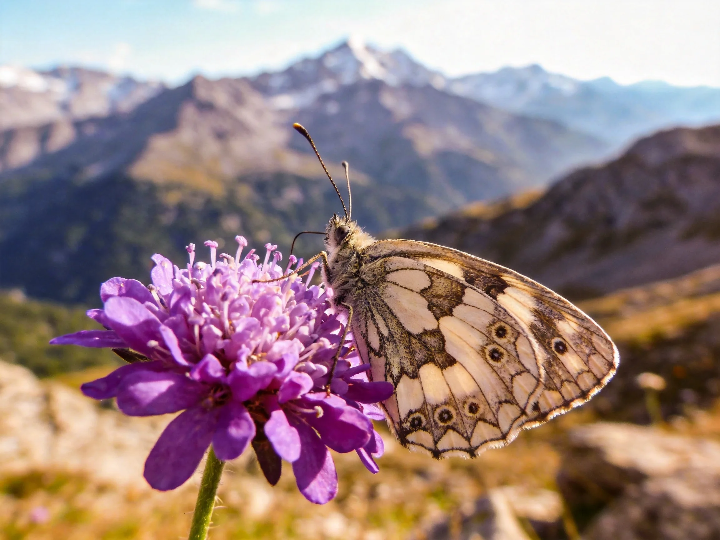 A butterfly rests on a vibrant purple flower near mountain peaks