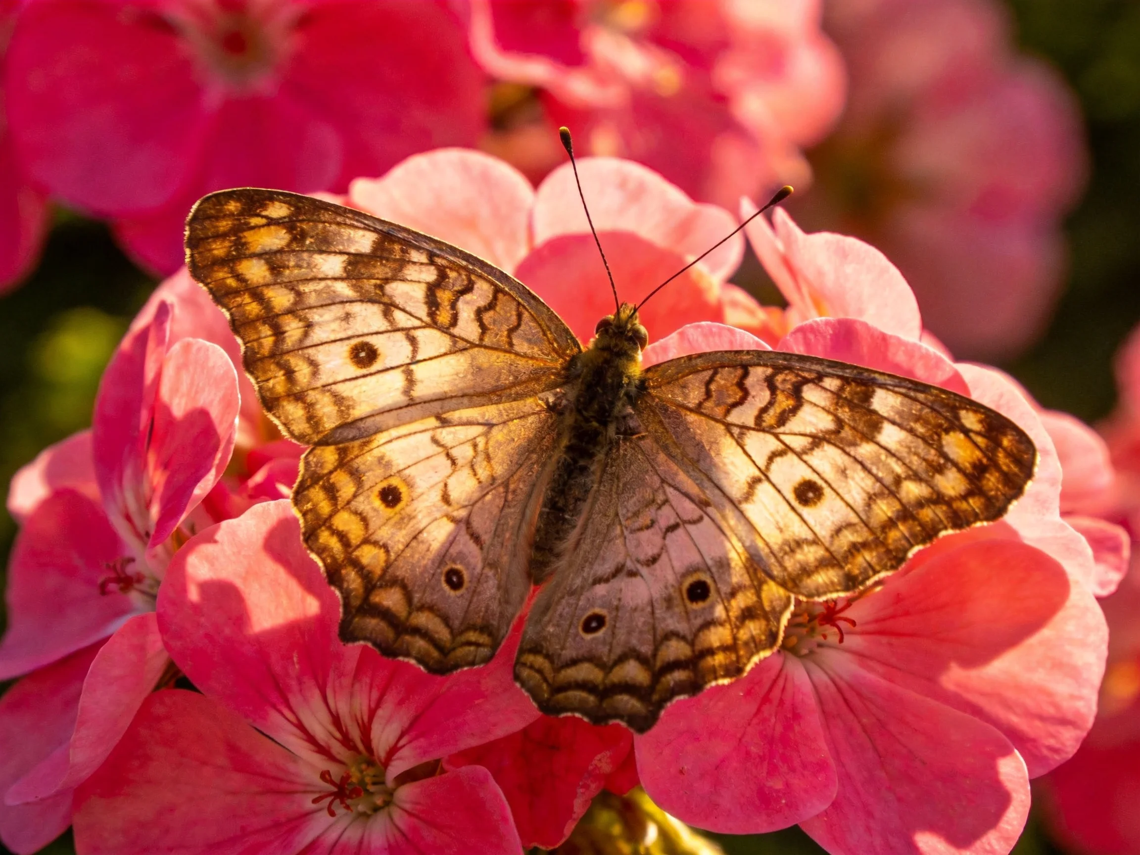 A butterfly rests on vibrant pink flowers with intricate wing patterns