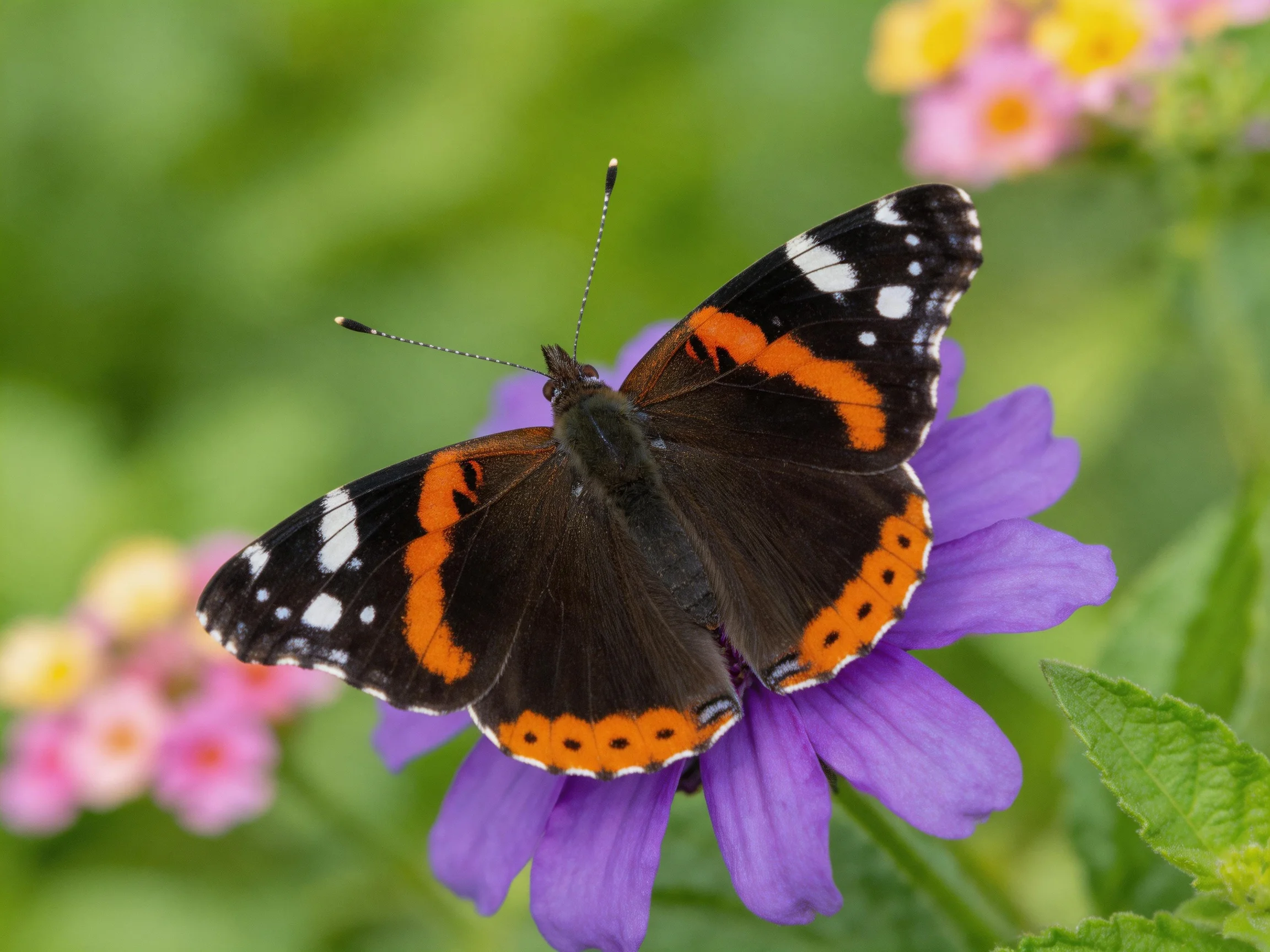 A butterfly with black, orange, and white wings rests on a purple flower amid colorful blooms