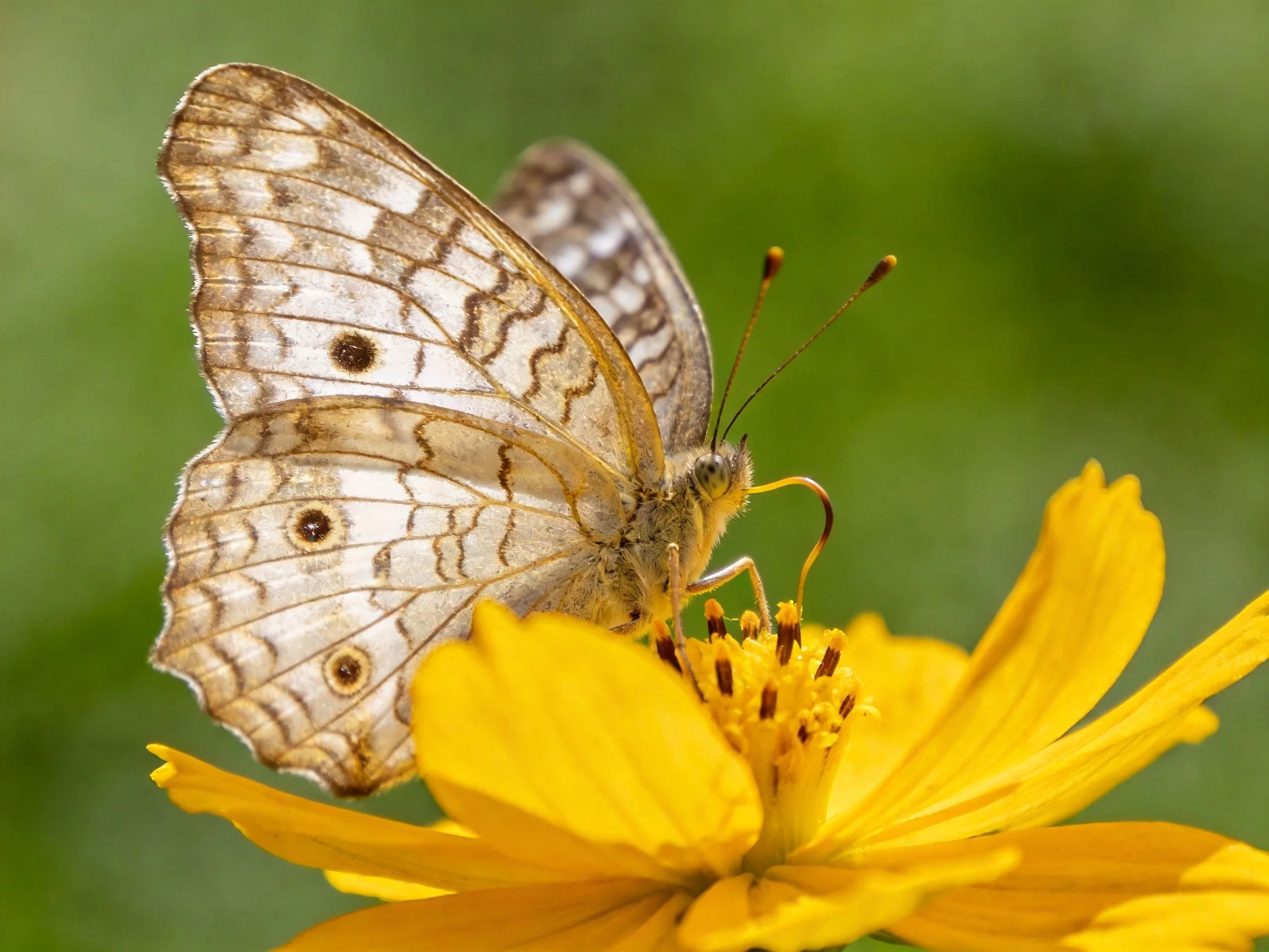 A butterfly with brown-patterned wings perched on a vibrant yellow flower