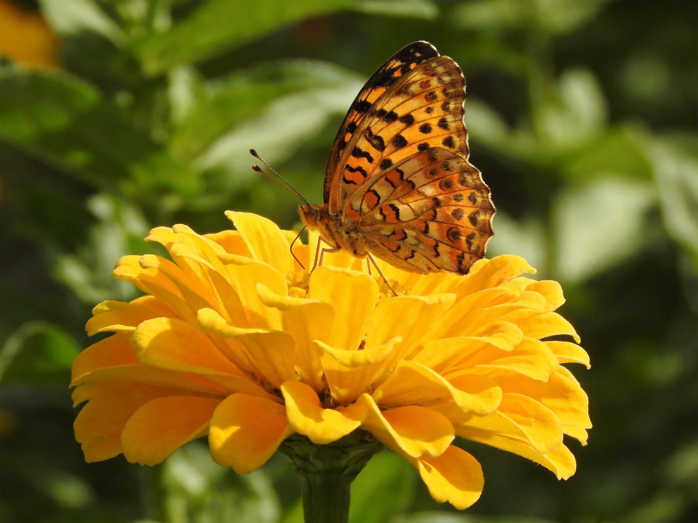 A butterfly with colorful wings rests on a bright yellow flower