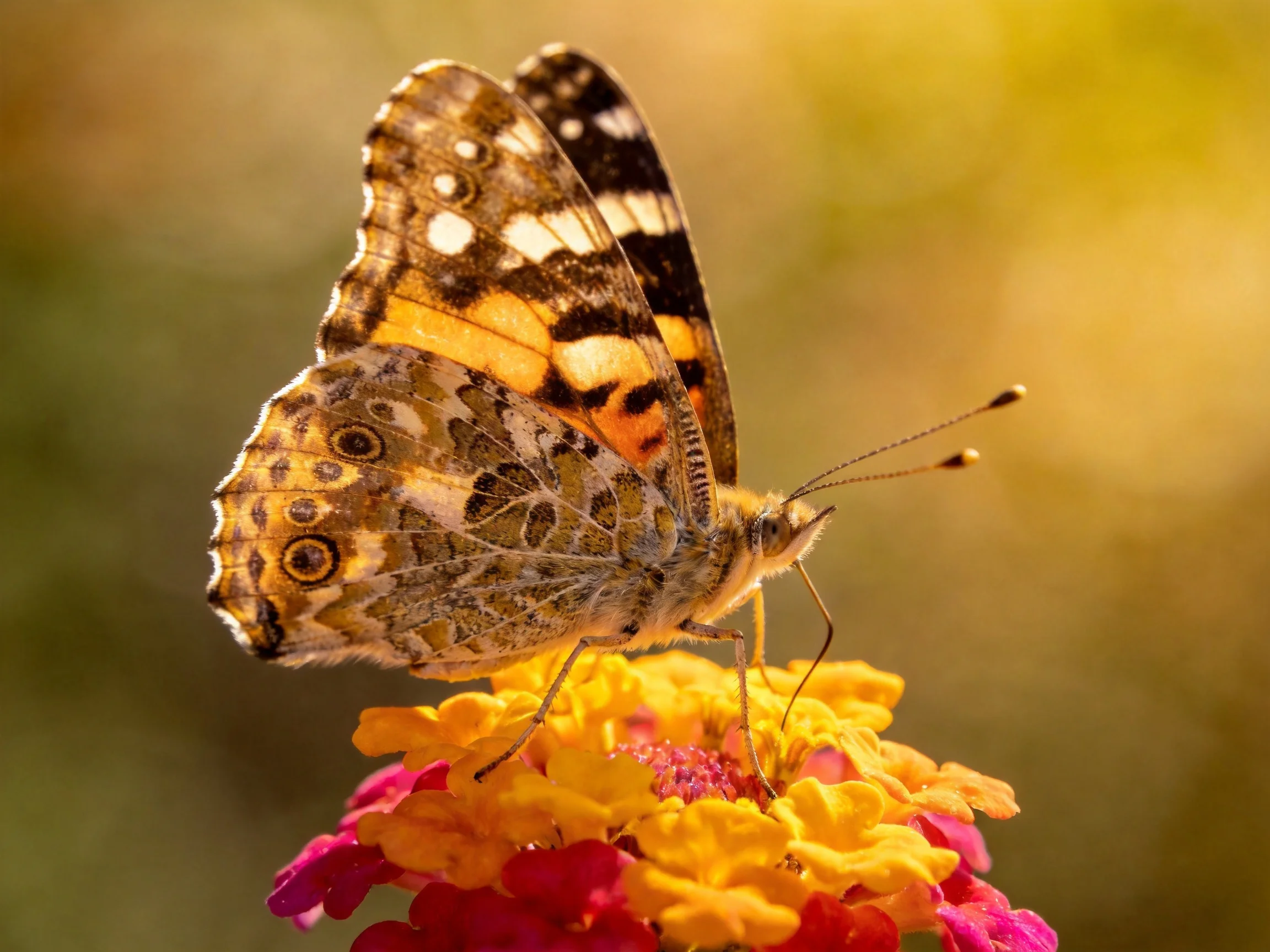 A butterfly with intricate wing patterns perches on vibrant yellow and pink flowers