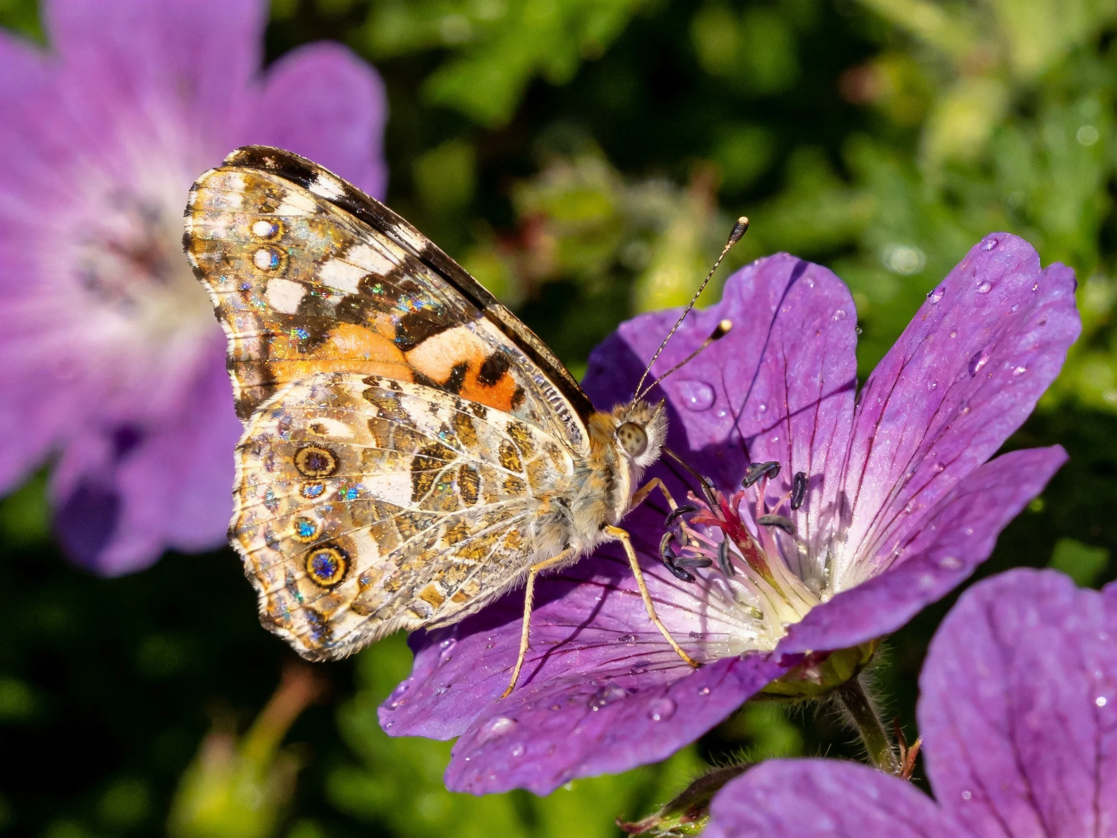 A butterfly with intricate wing patterns sits on purple flowers