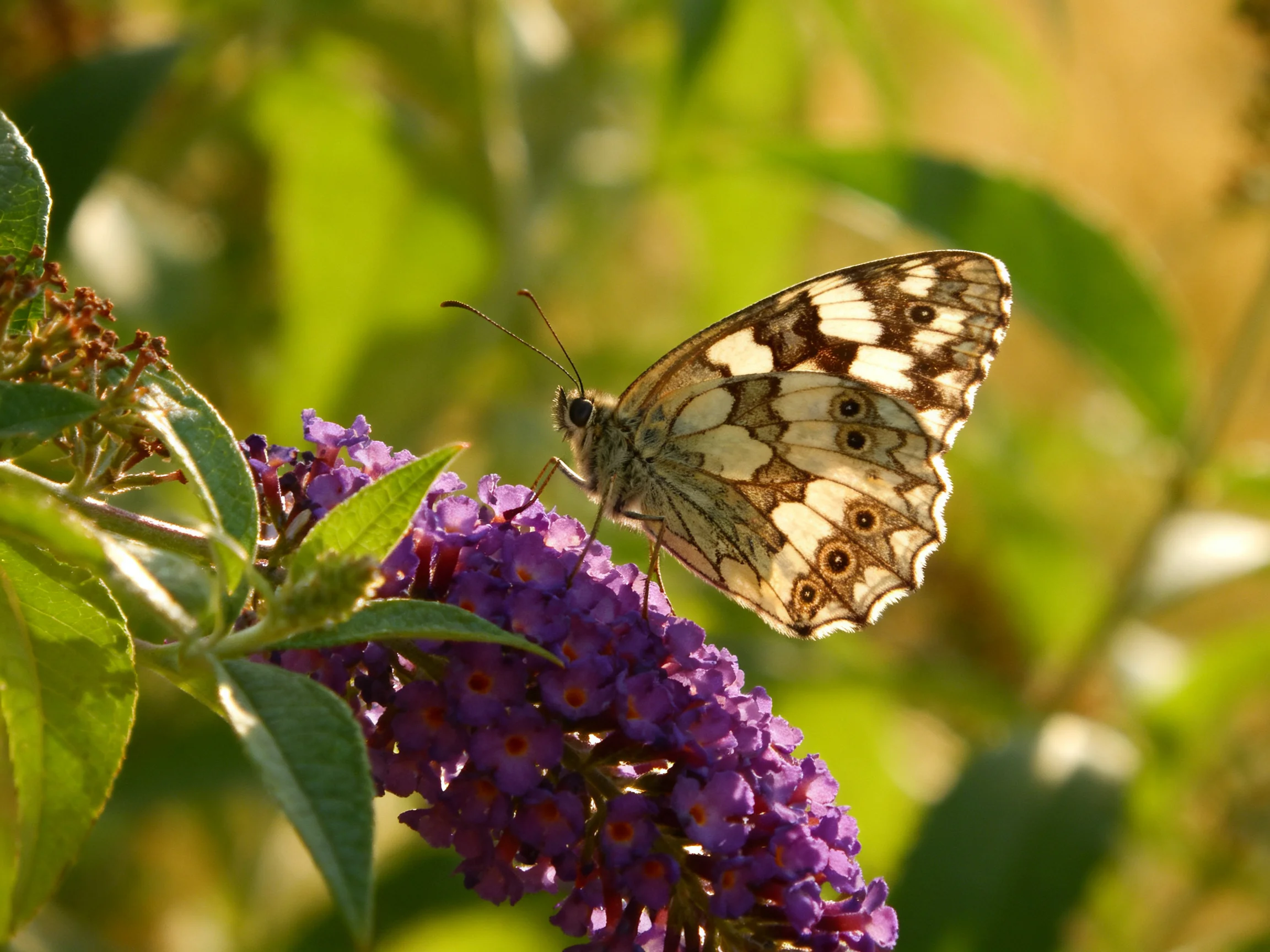 A butterfly with patterned wings on vibrant purple flowers