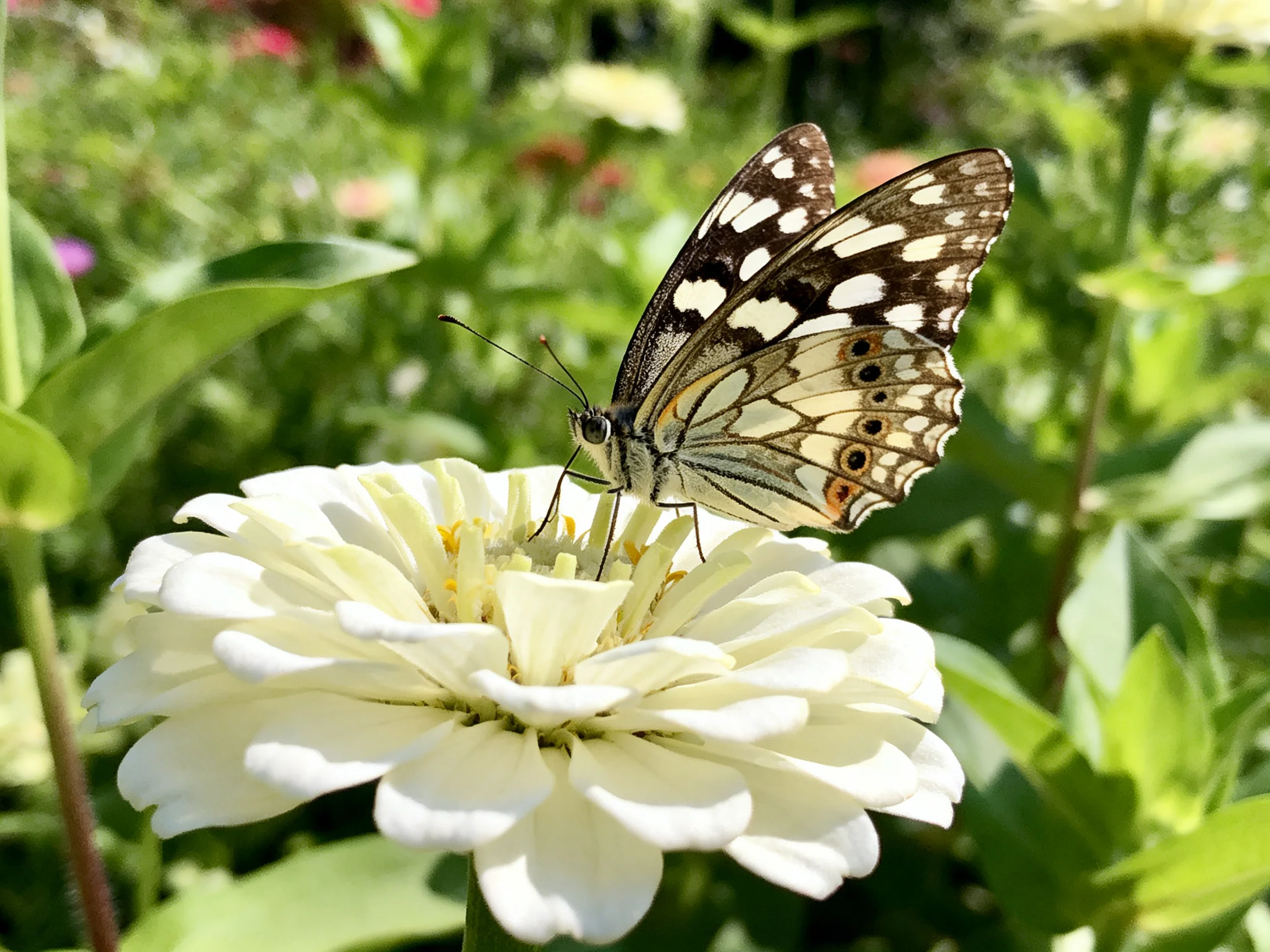 A butterfly with spotted wings rests on a large white flower amid green foliage