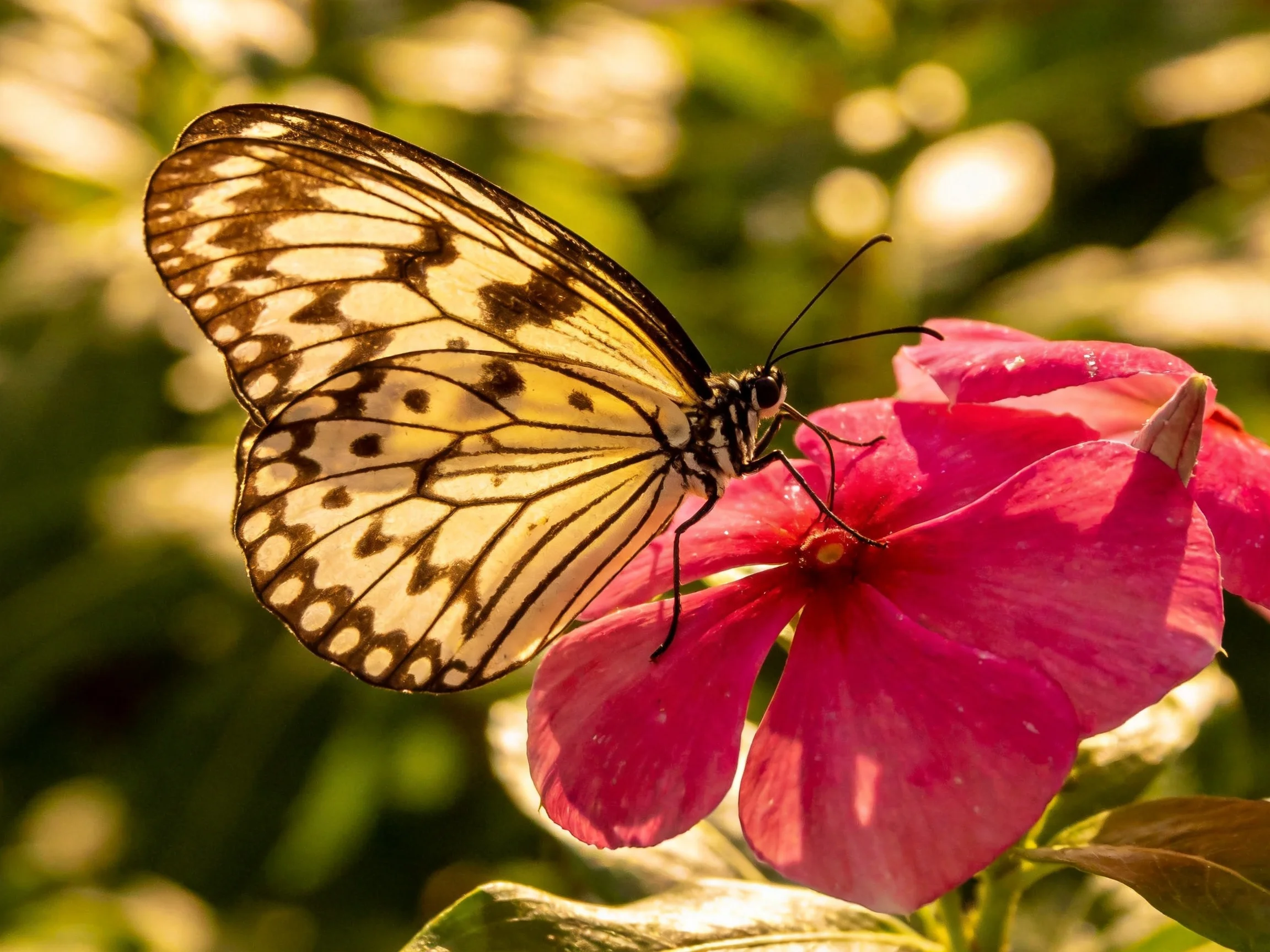 A butterfly with yellow-brown patterned wings on a vibrant pink flower
