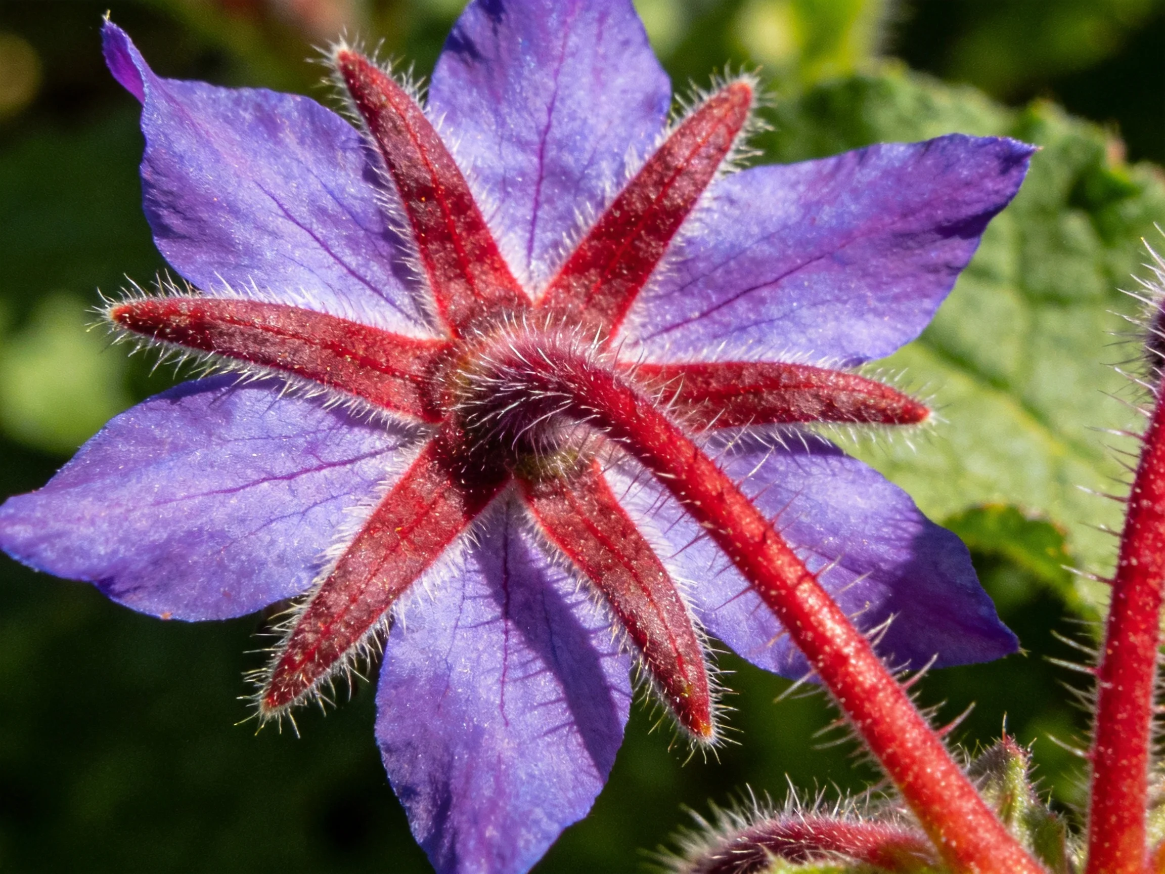 A close-up of a borage flower with vibrant purple petals and red central stamens