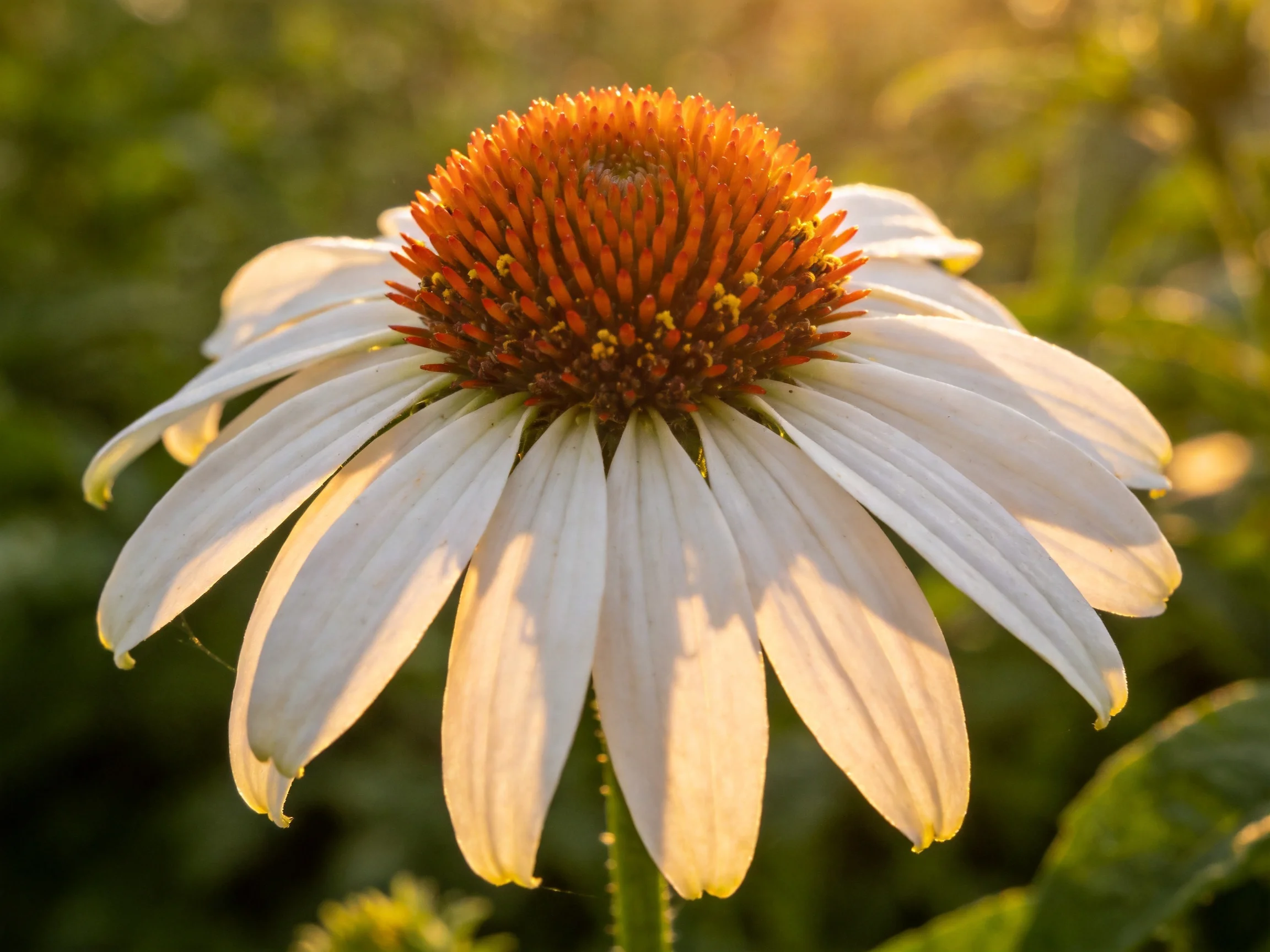 A close - up of a coneflower with white petals and orange central disk