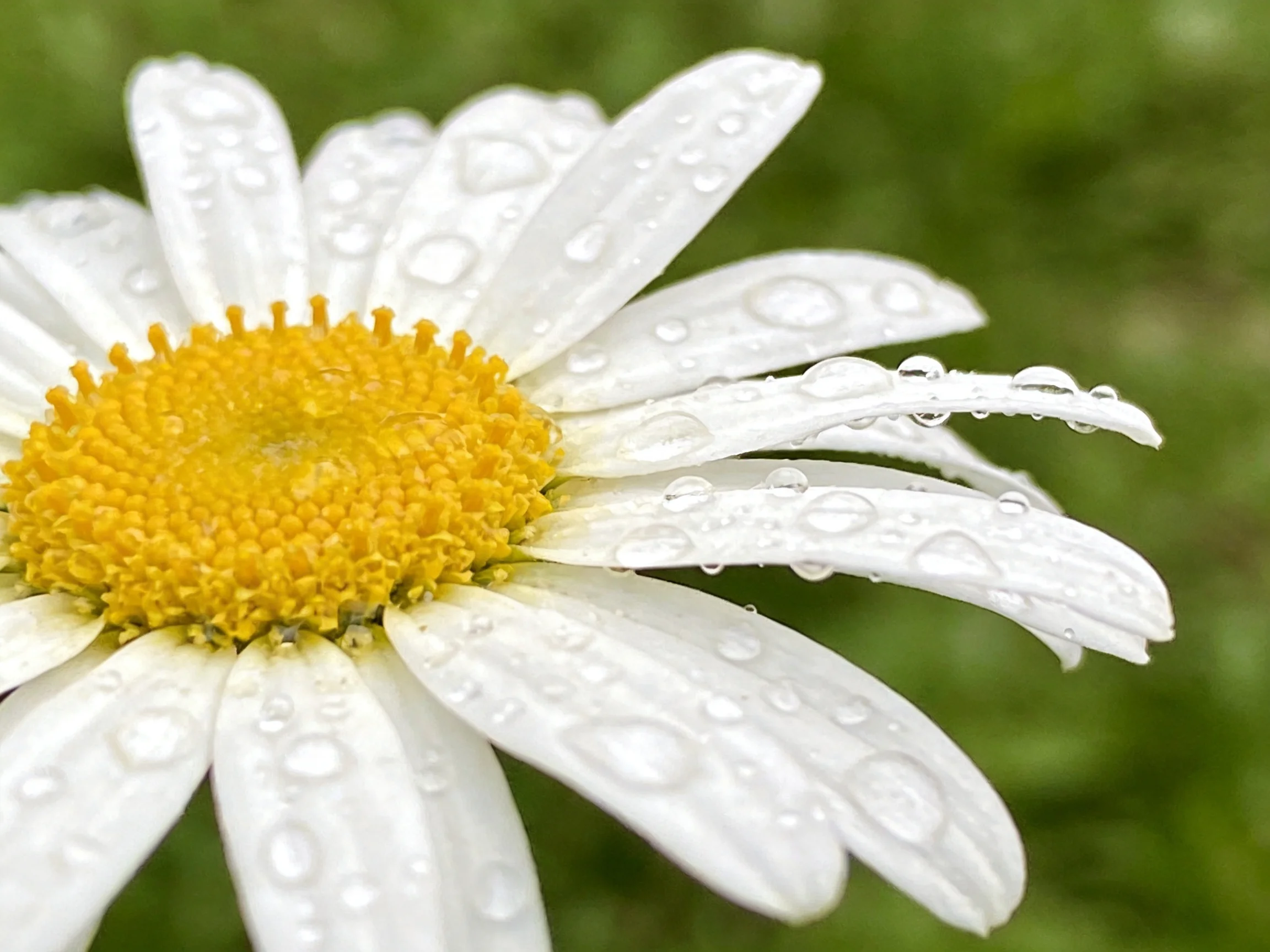 A close - up of a daisy with white petals and dewdrops
