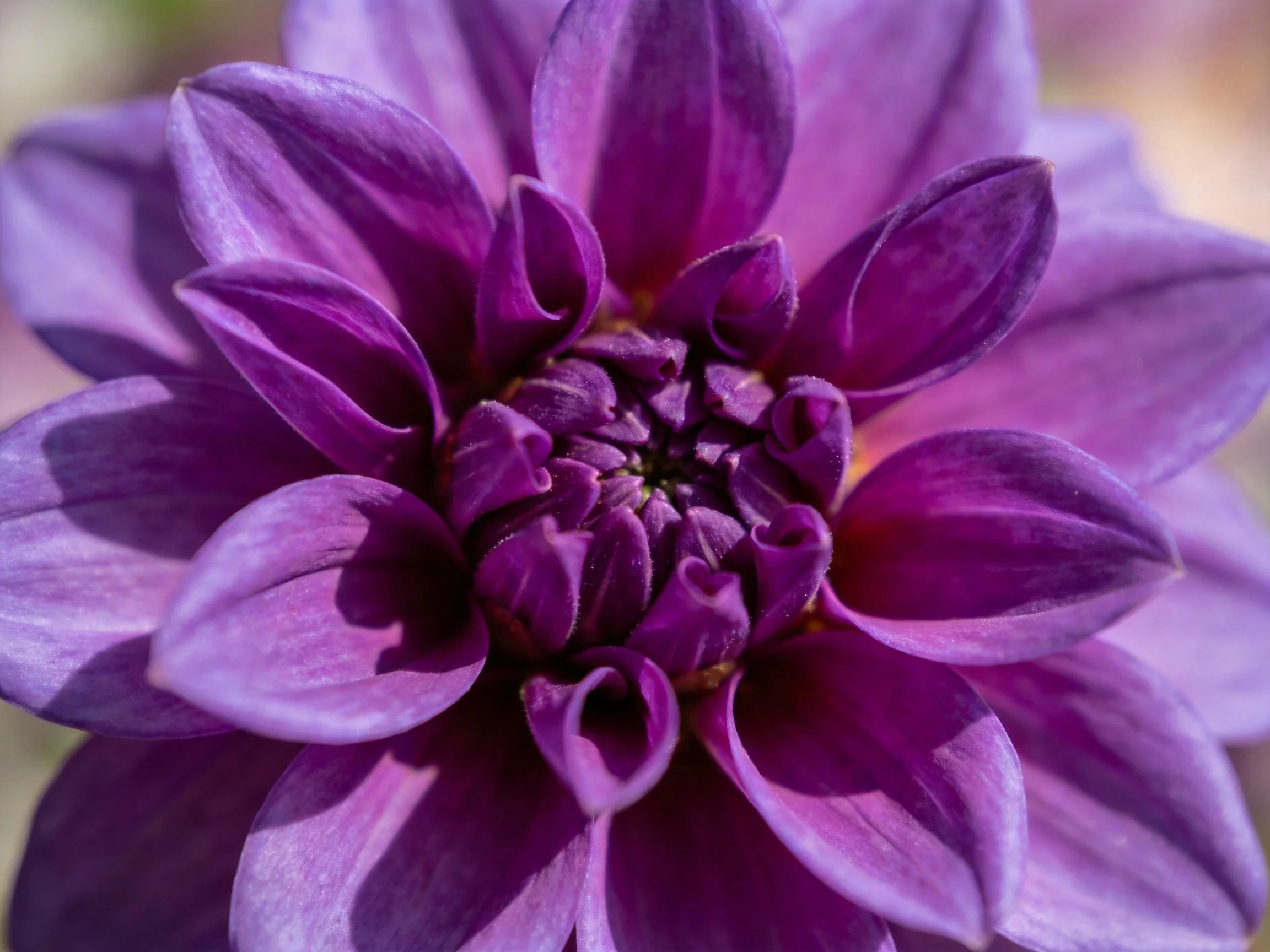 A close - up of a deep purple dahlia with layered petals