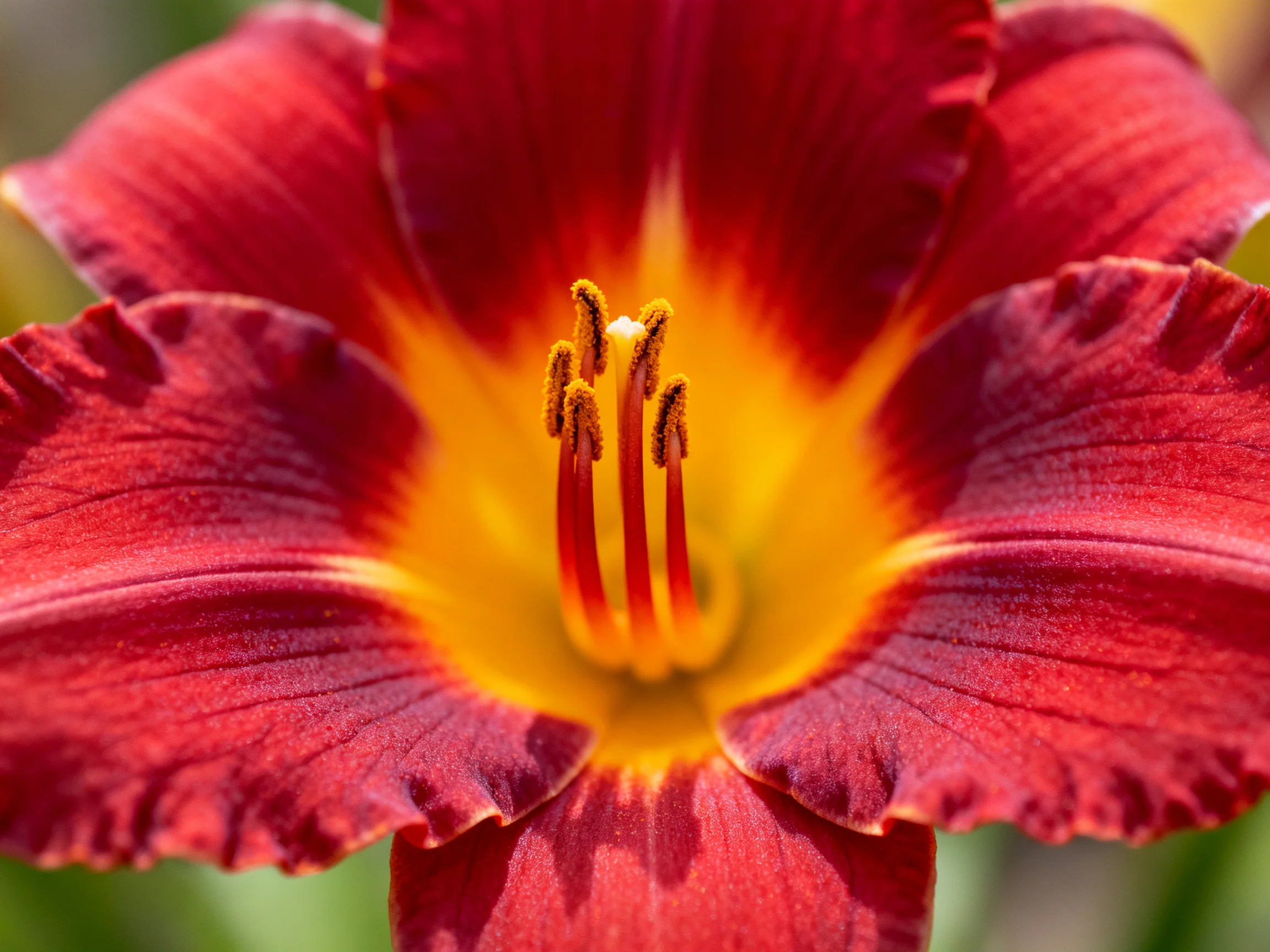 A close - up of a deep red and golden daylily